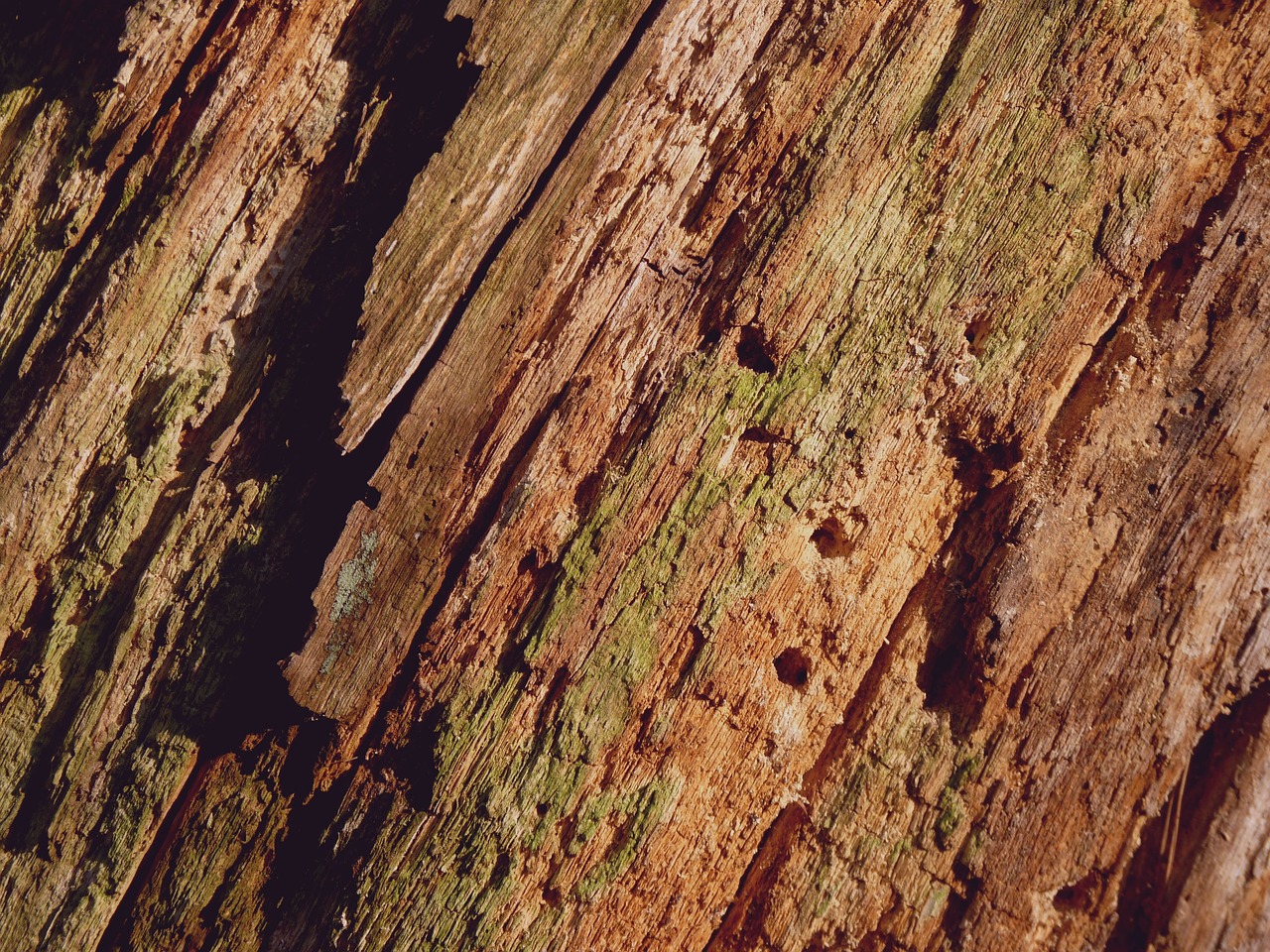 tree bark bark background free photo