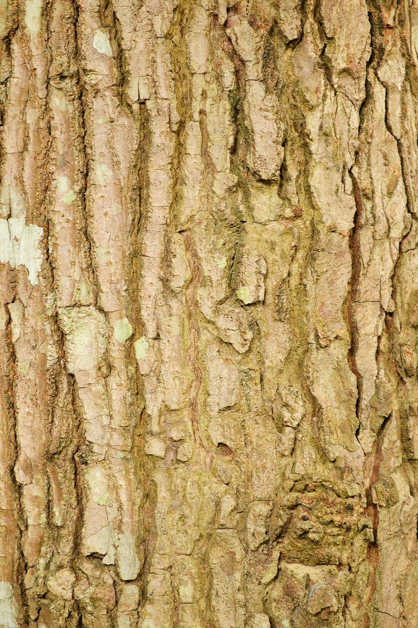 tree bark tree trunk tree surface free photo