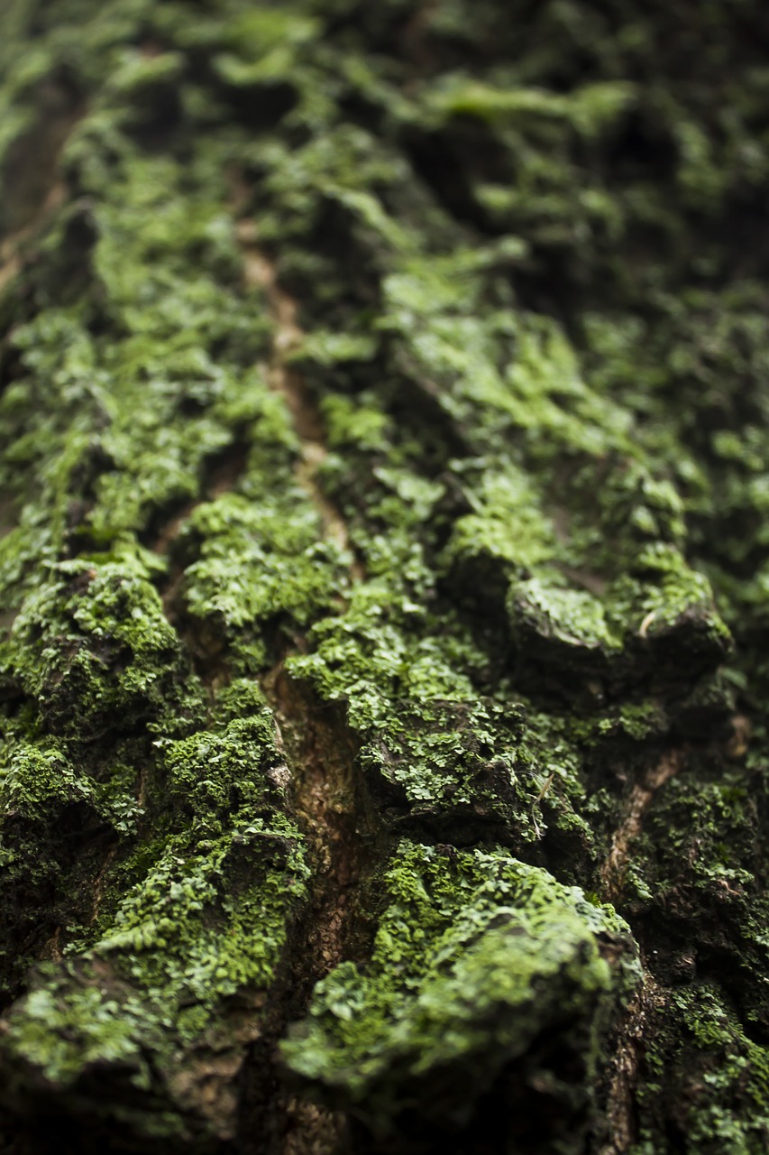tree bark lichen flora free photo