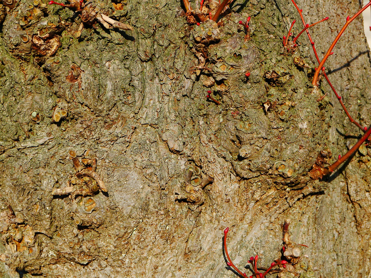 tree bark bark log free photo