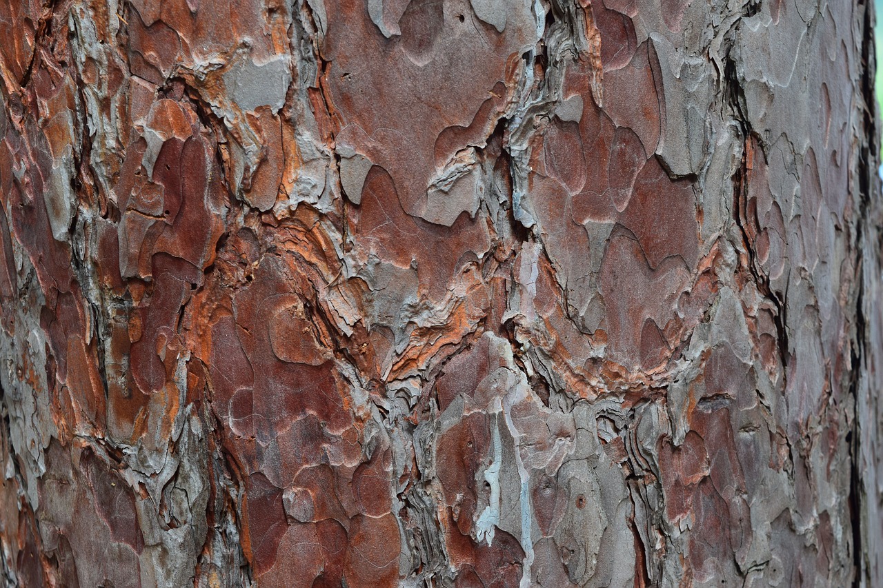 tree bark red pine pine free photo