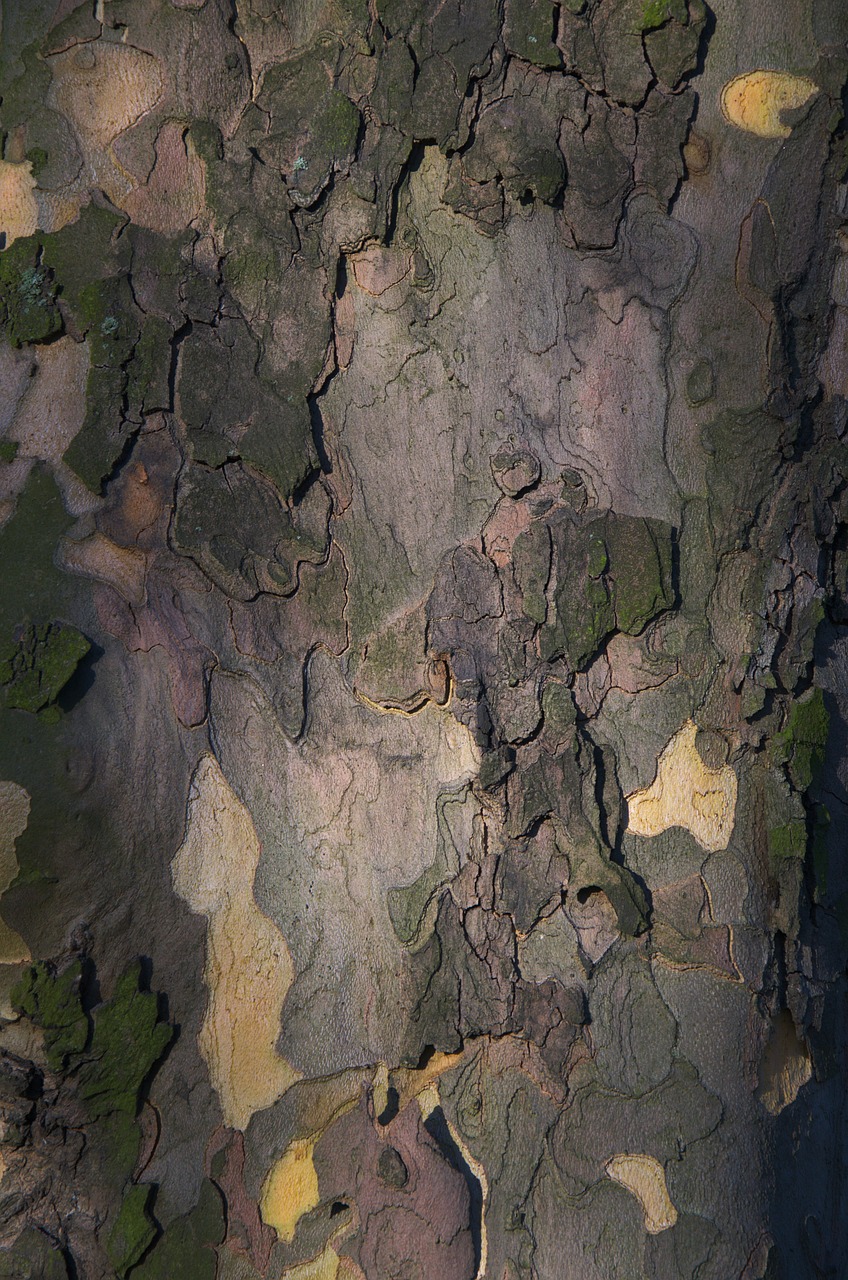 tree bark bark tribe free photo