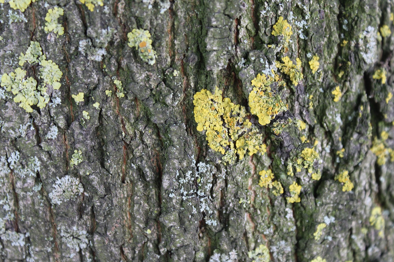 tree bark bark log free photo