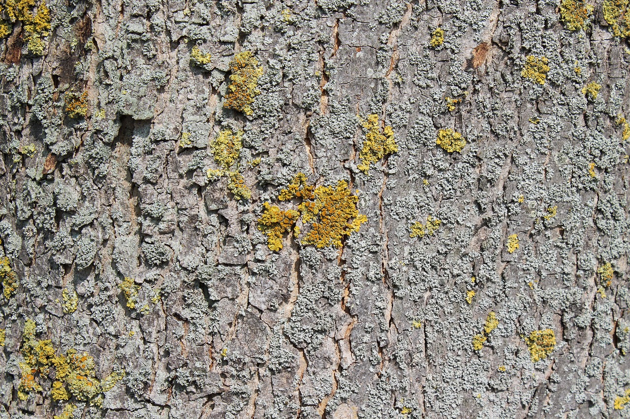 tree bark bark log free photo