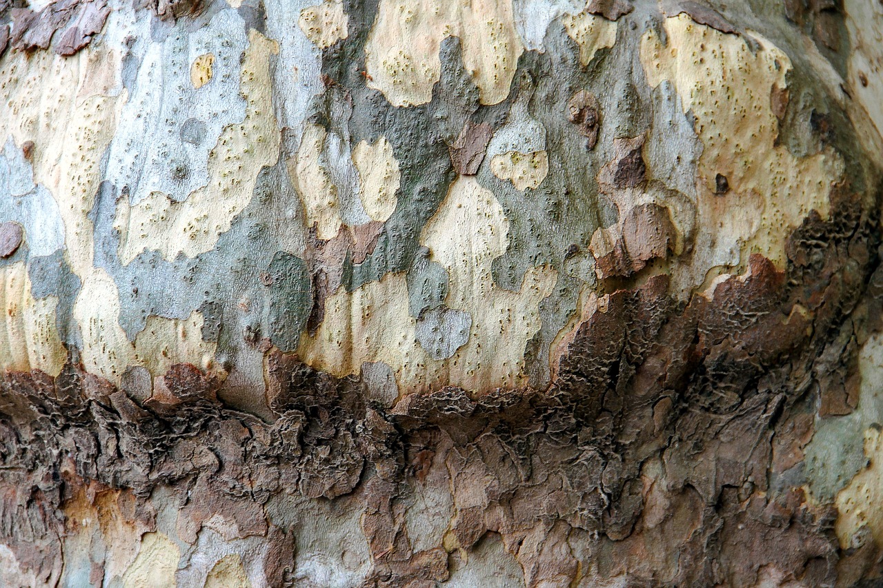 tree bark bark structure free photo
