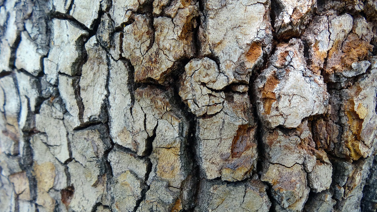 tree bark texture natural pattern free photo