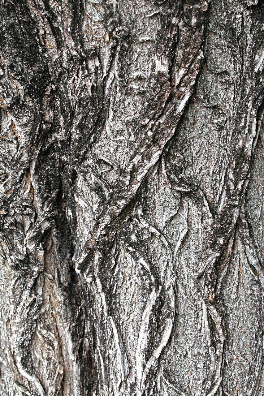 tree bark tree bark free photo