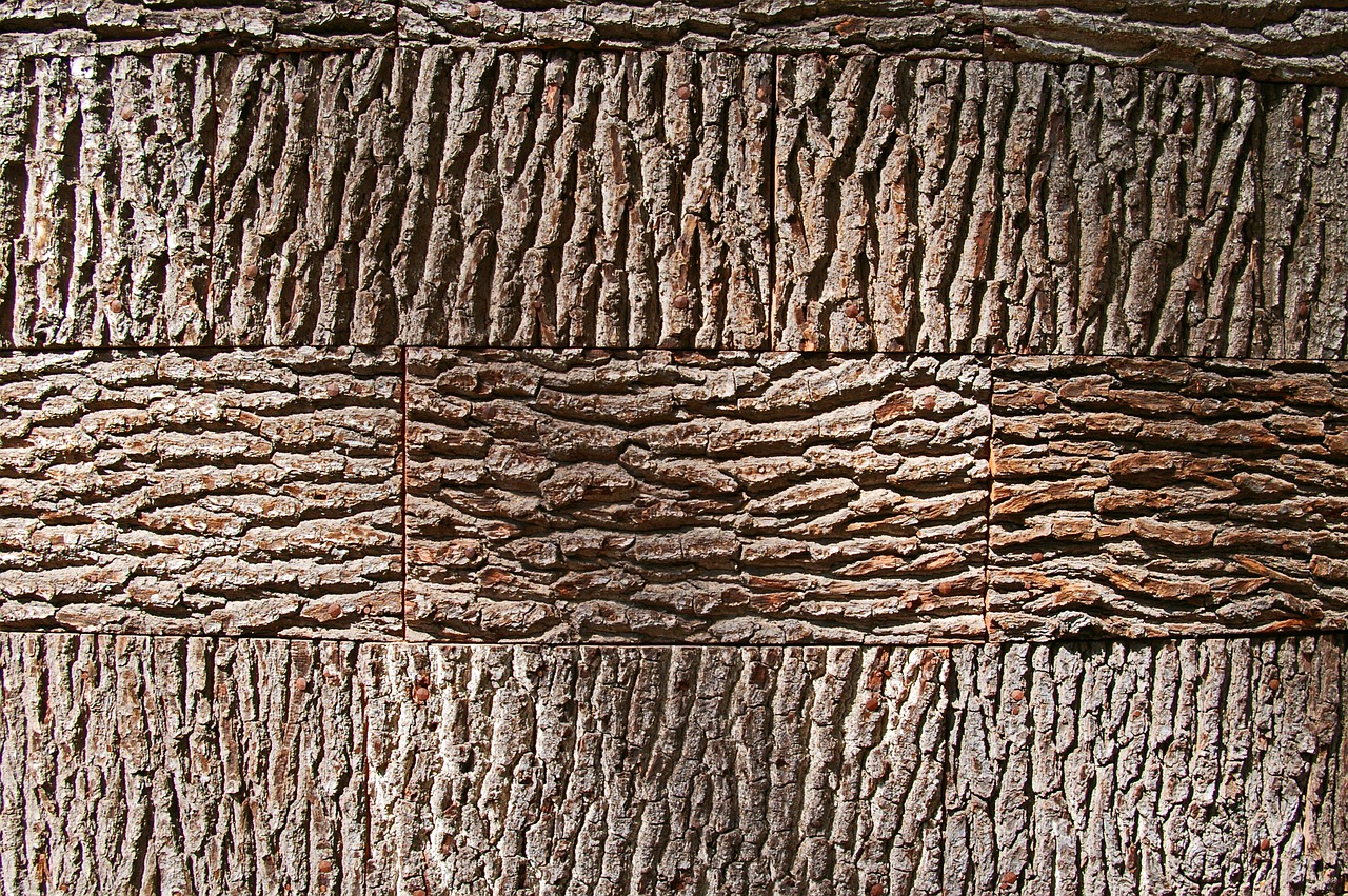 tree bark  background  bark free photo