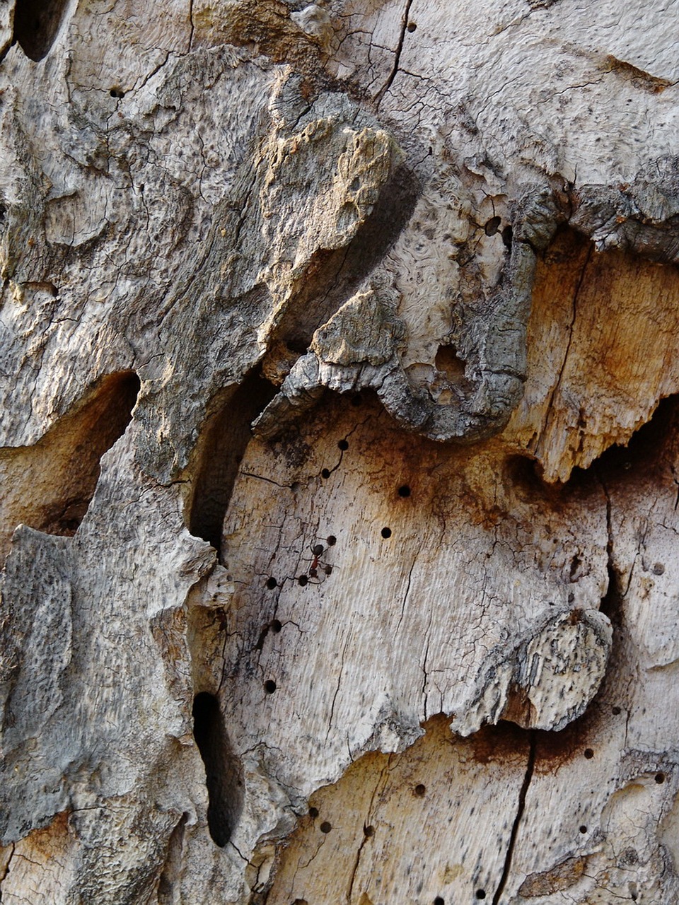 tree bark tree structure free photo