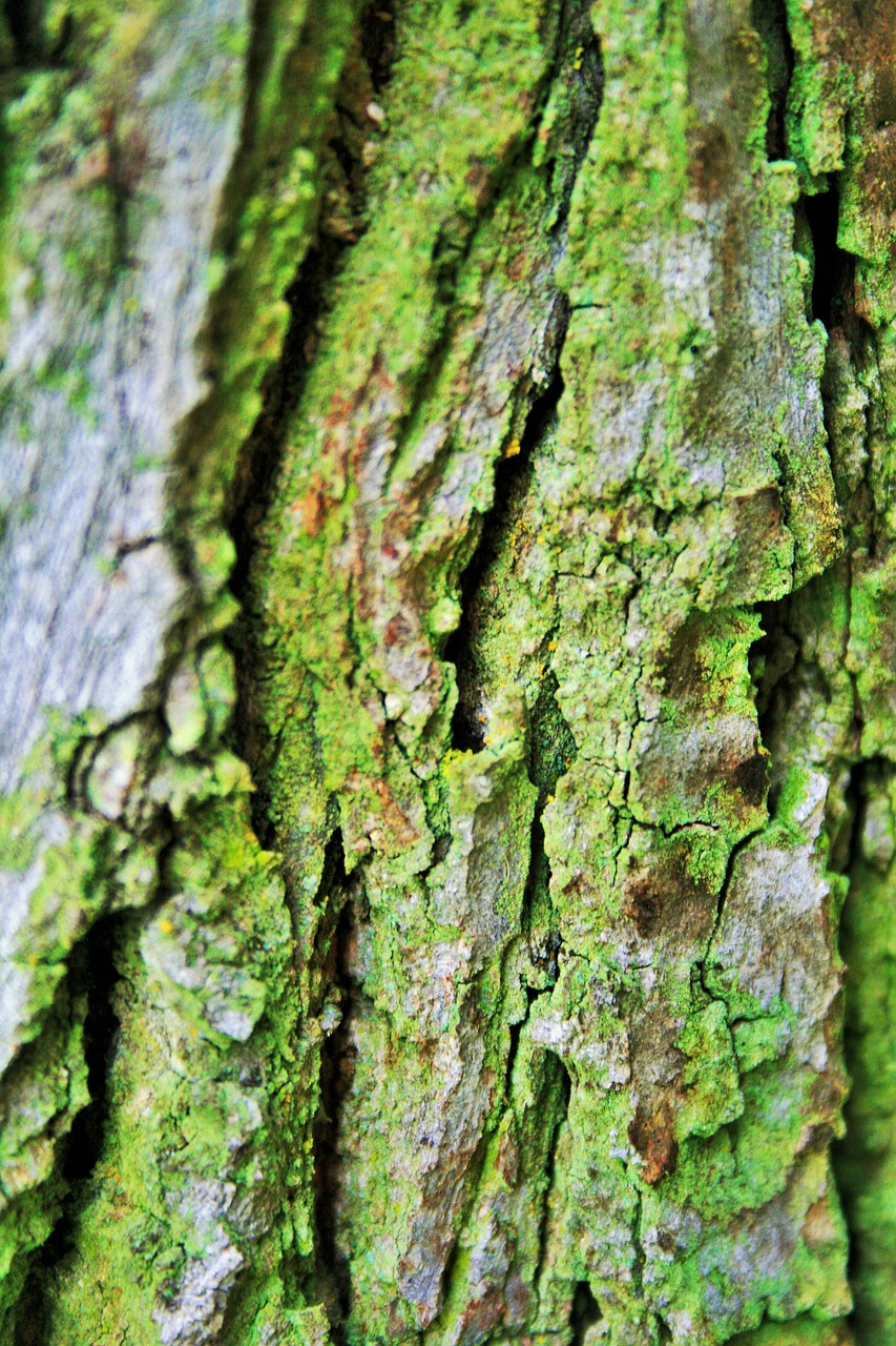 tree bark bark trunk free photo