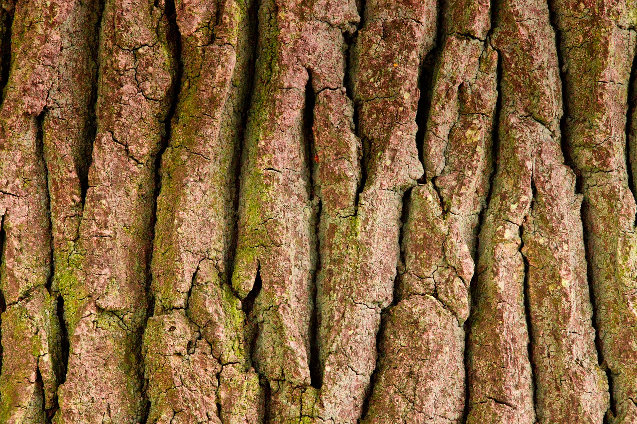 tree bark  tree  structure free photo