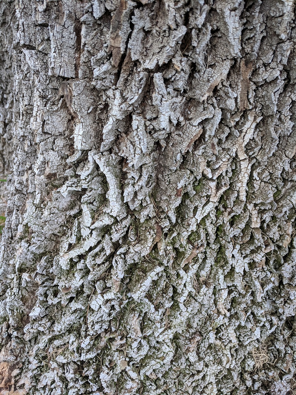 tree bark  grey gray  texture free photo