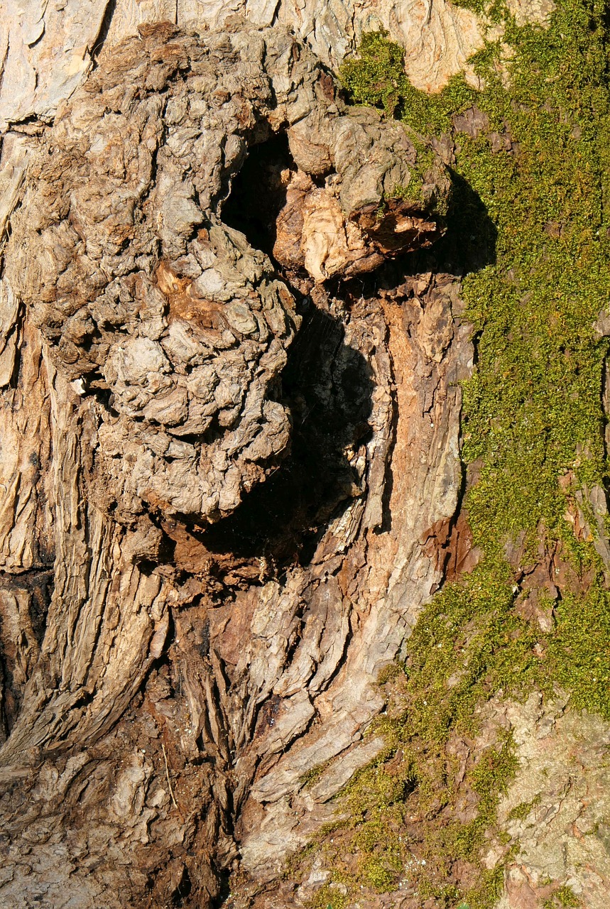 tree bark  moss  log free photo