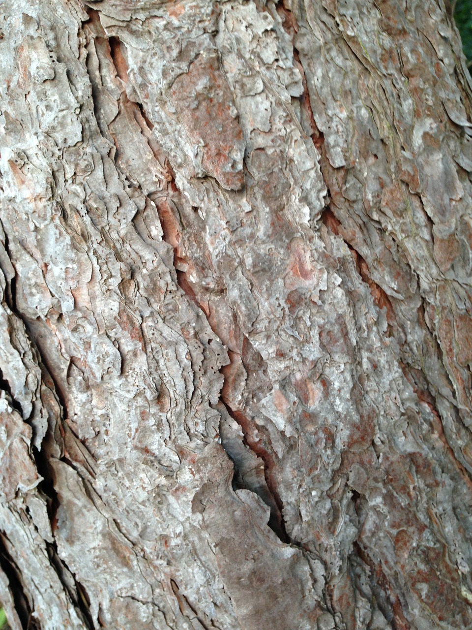 tree bark bark tree free photo