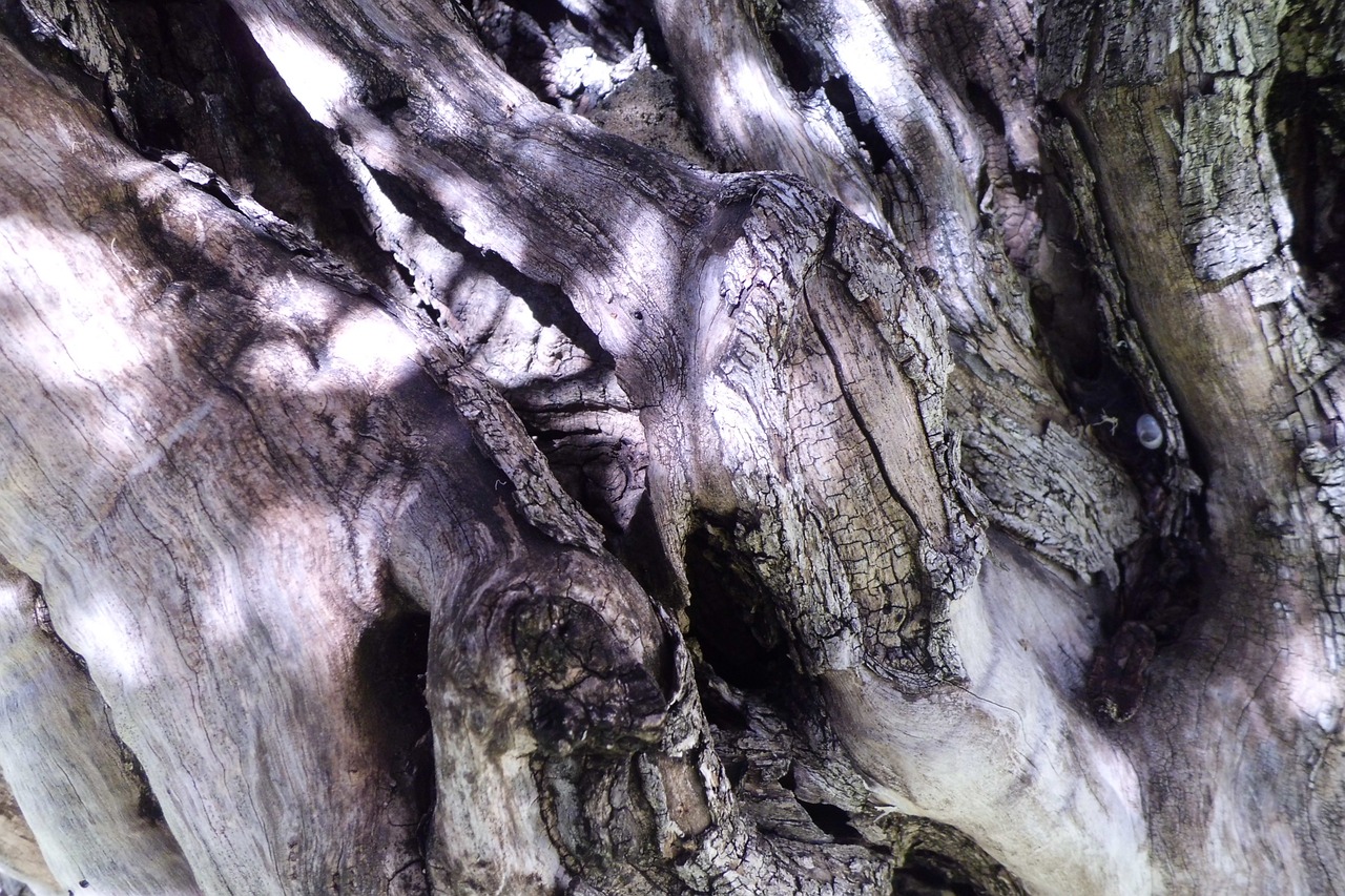 tree bark trunk nature free photo