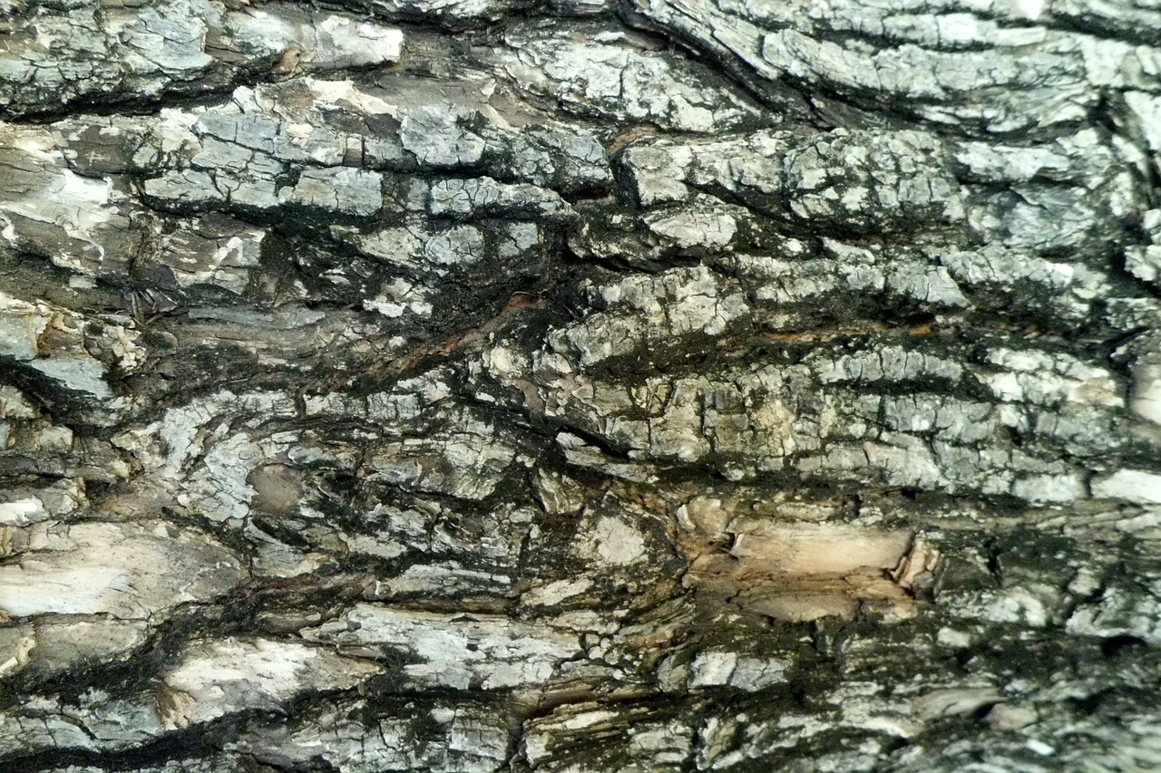 tree bark cracks nature free photo