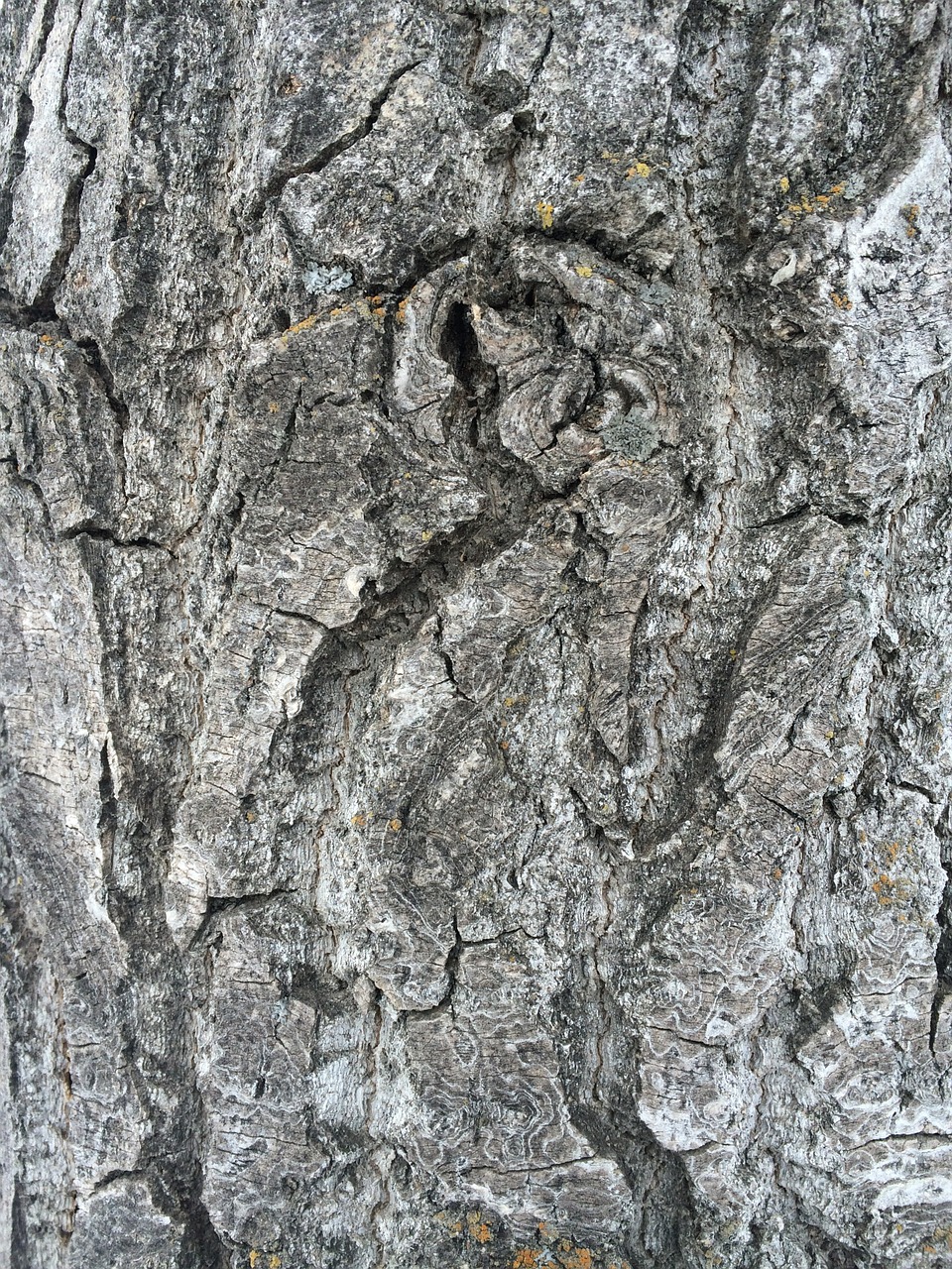 tree bark bark grey free photo