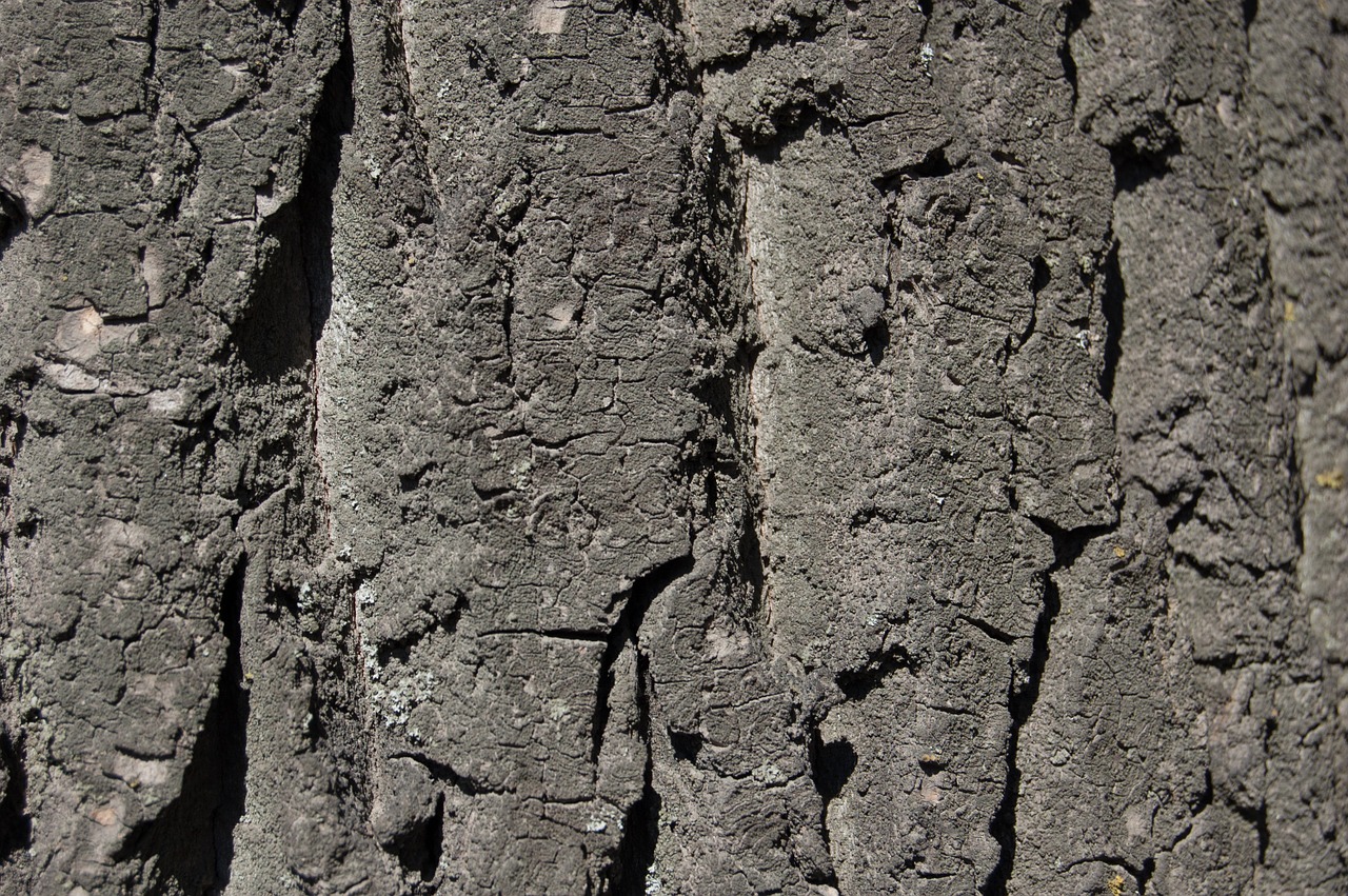 tree bark texture texture of tree bark free photo