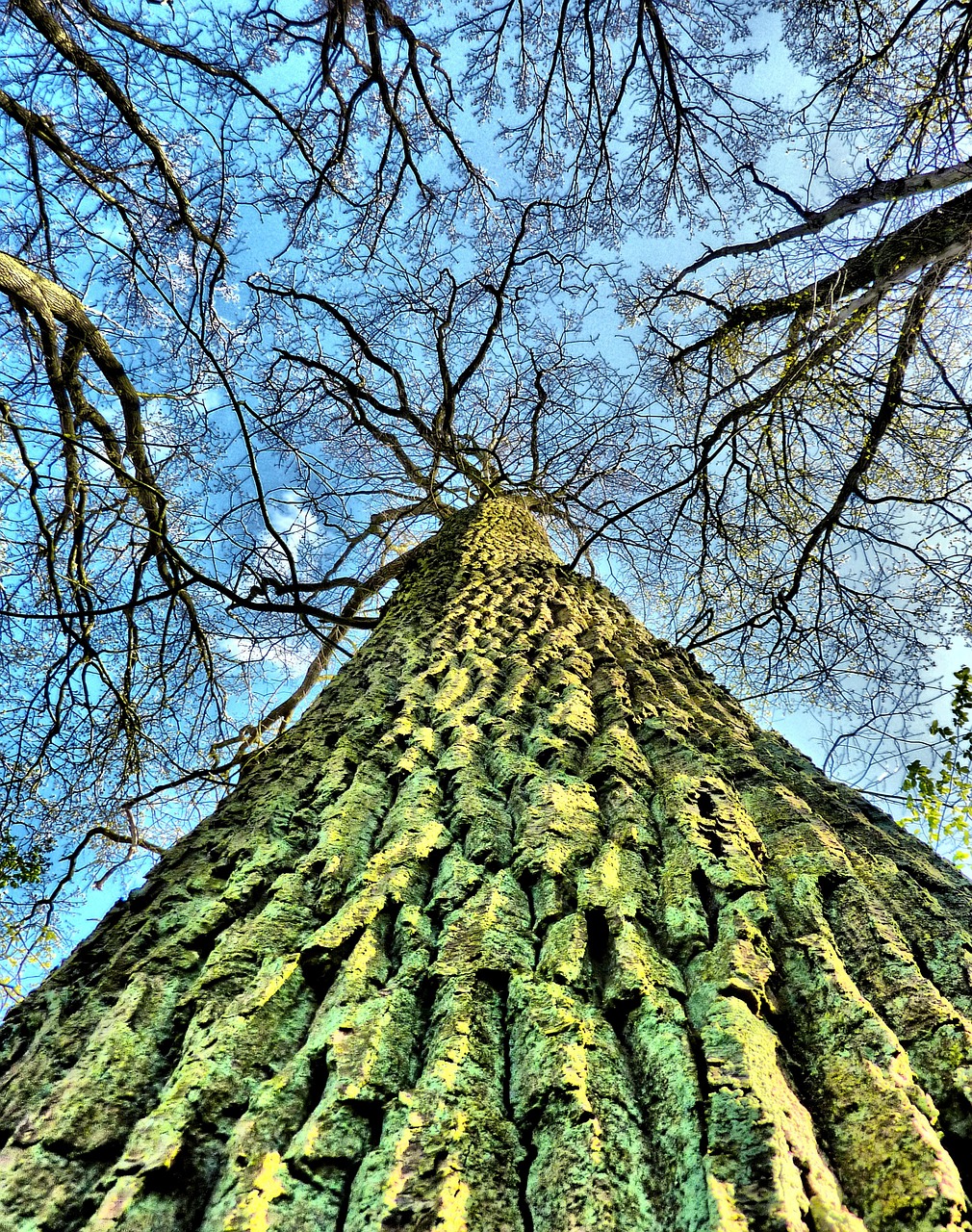 tree bark tree bark free photo