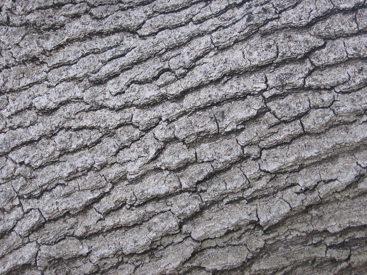 tree bark pattern free photo