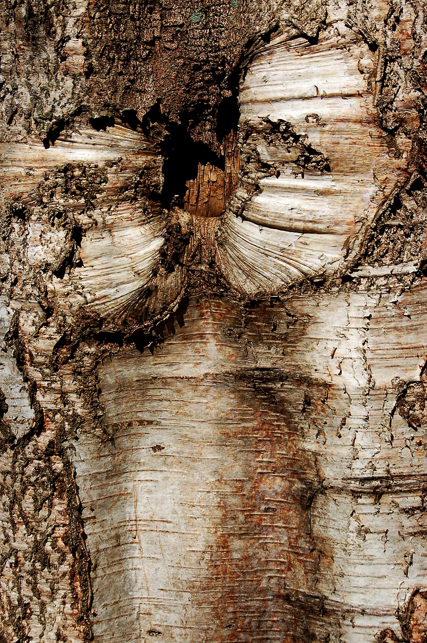 tree bark nature tree free photo