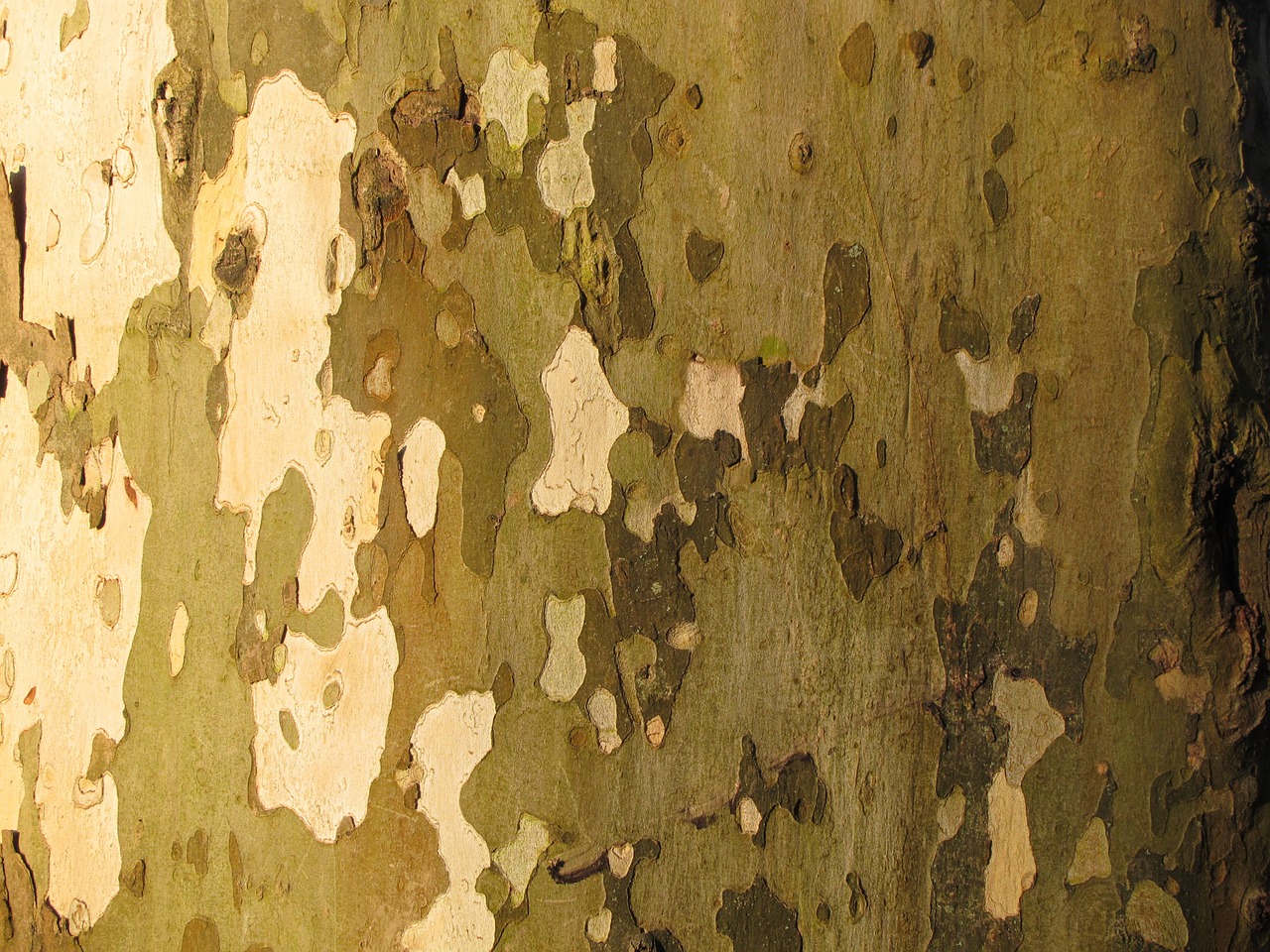 tree bark bark tree free photo