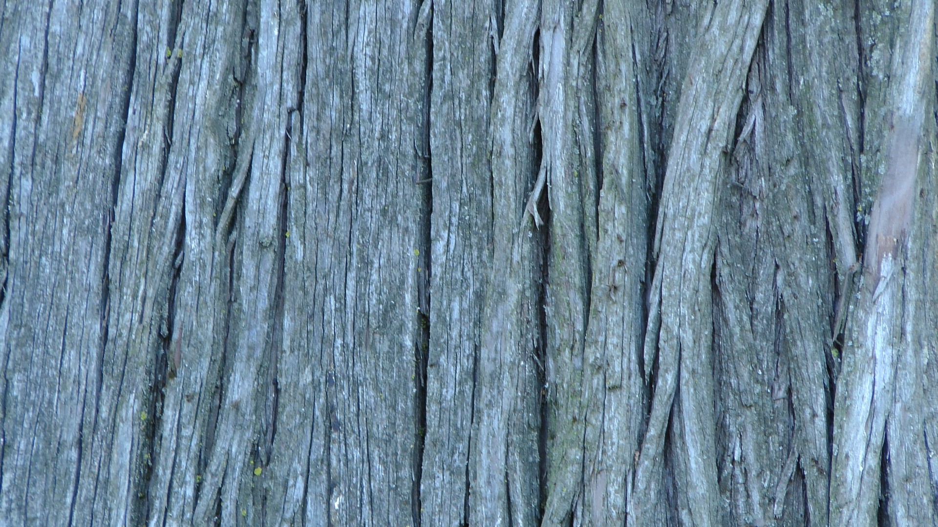 tree tops garden tree bark background free photo