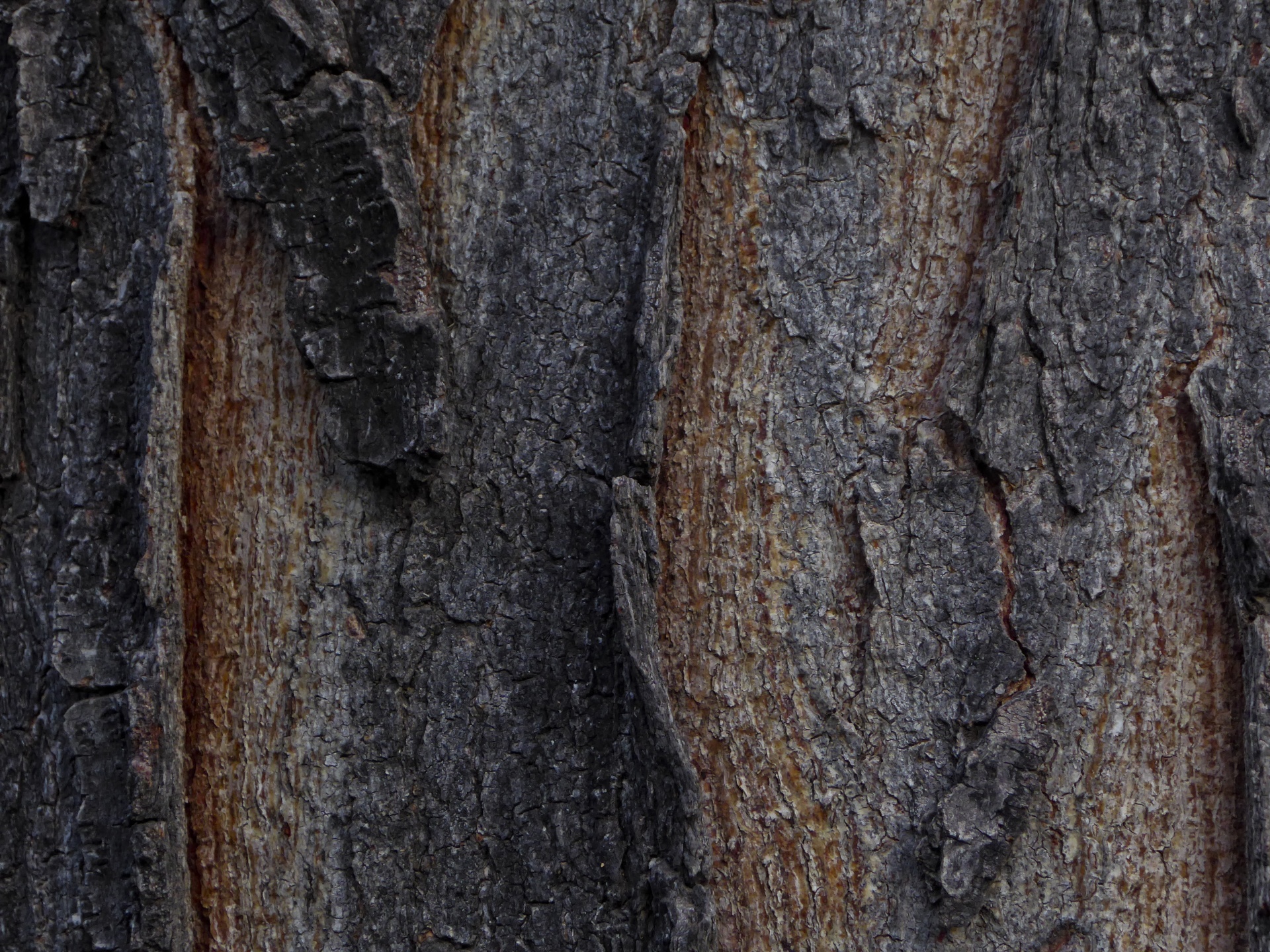 background tree forest free photo