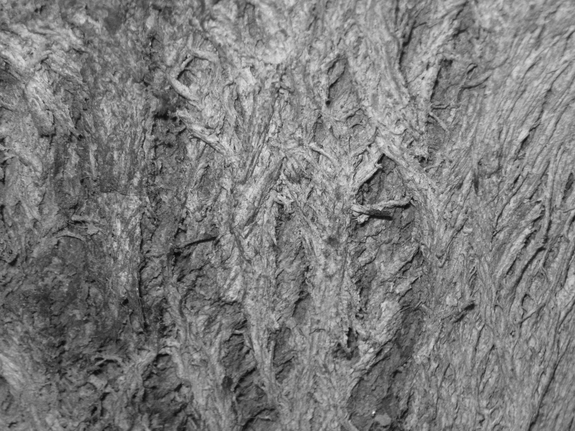 tree bark bark tree free photo