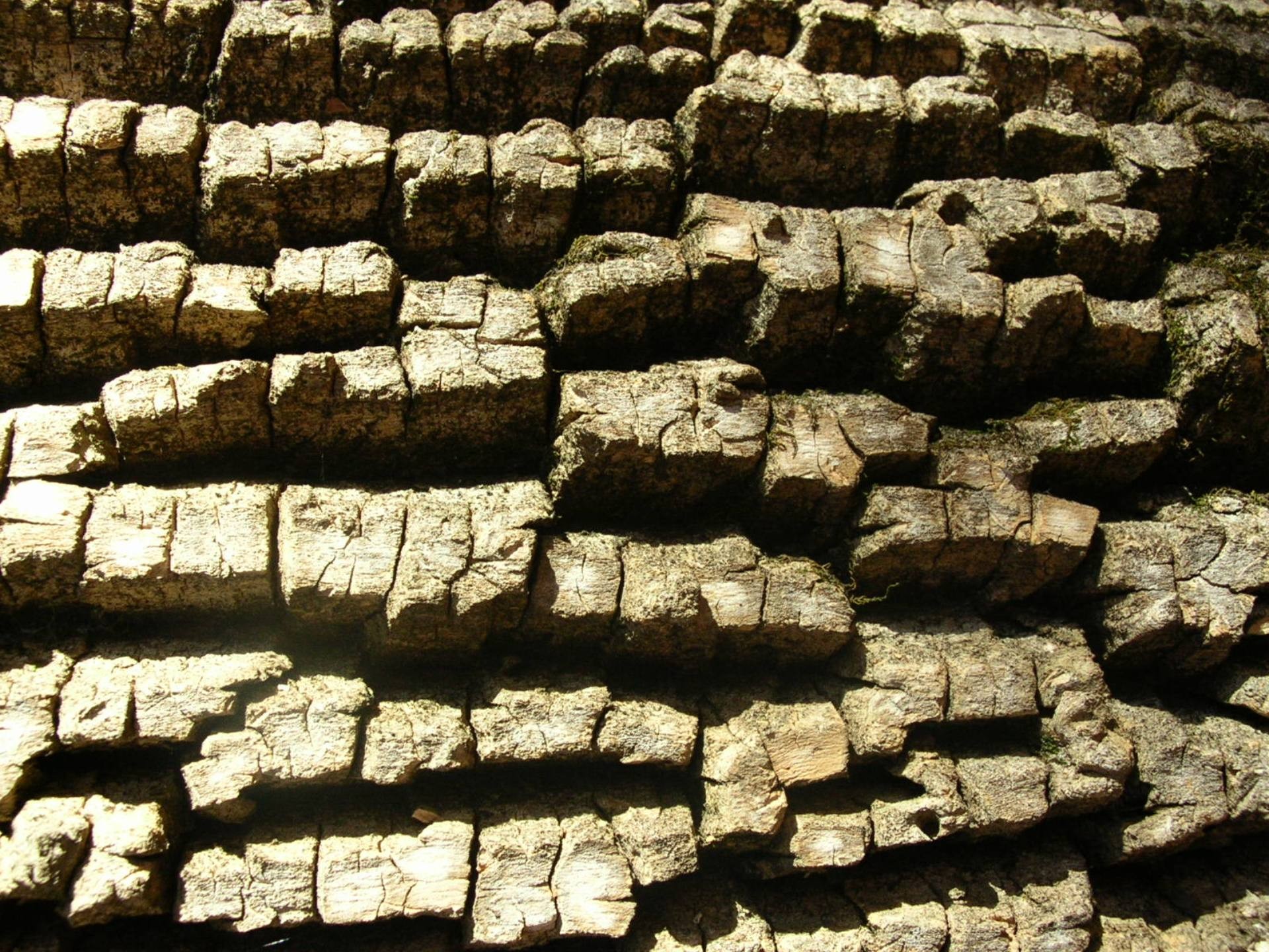 tree trunk bark free photo