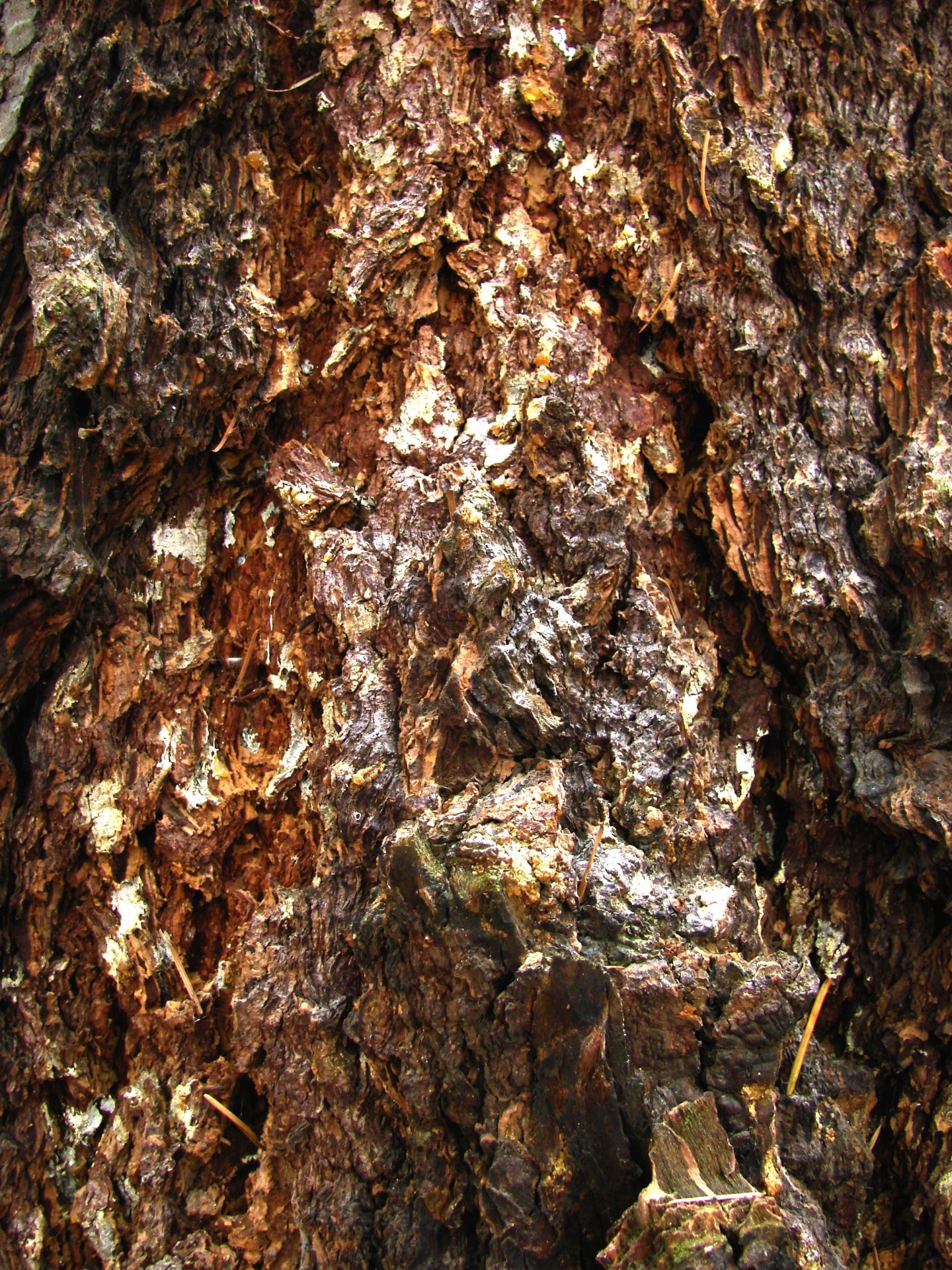 tree bark forest free photo