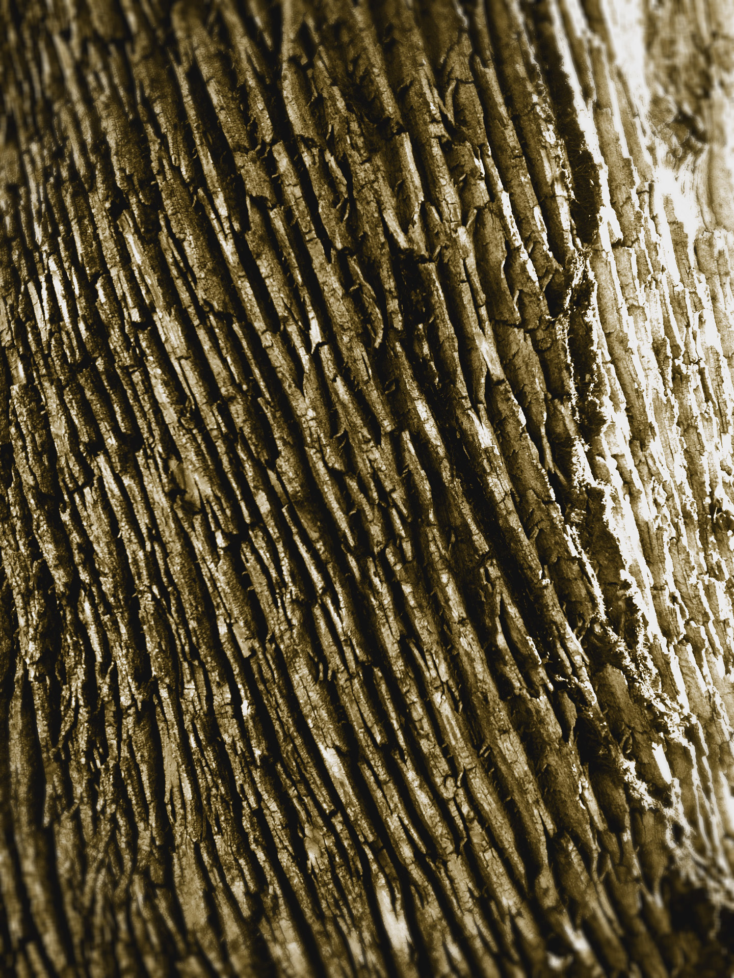 tree bark texture free photo