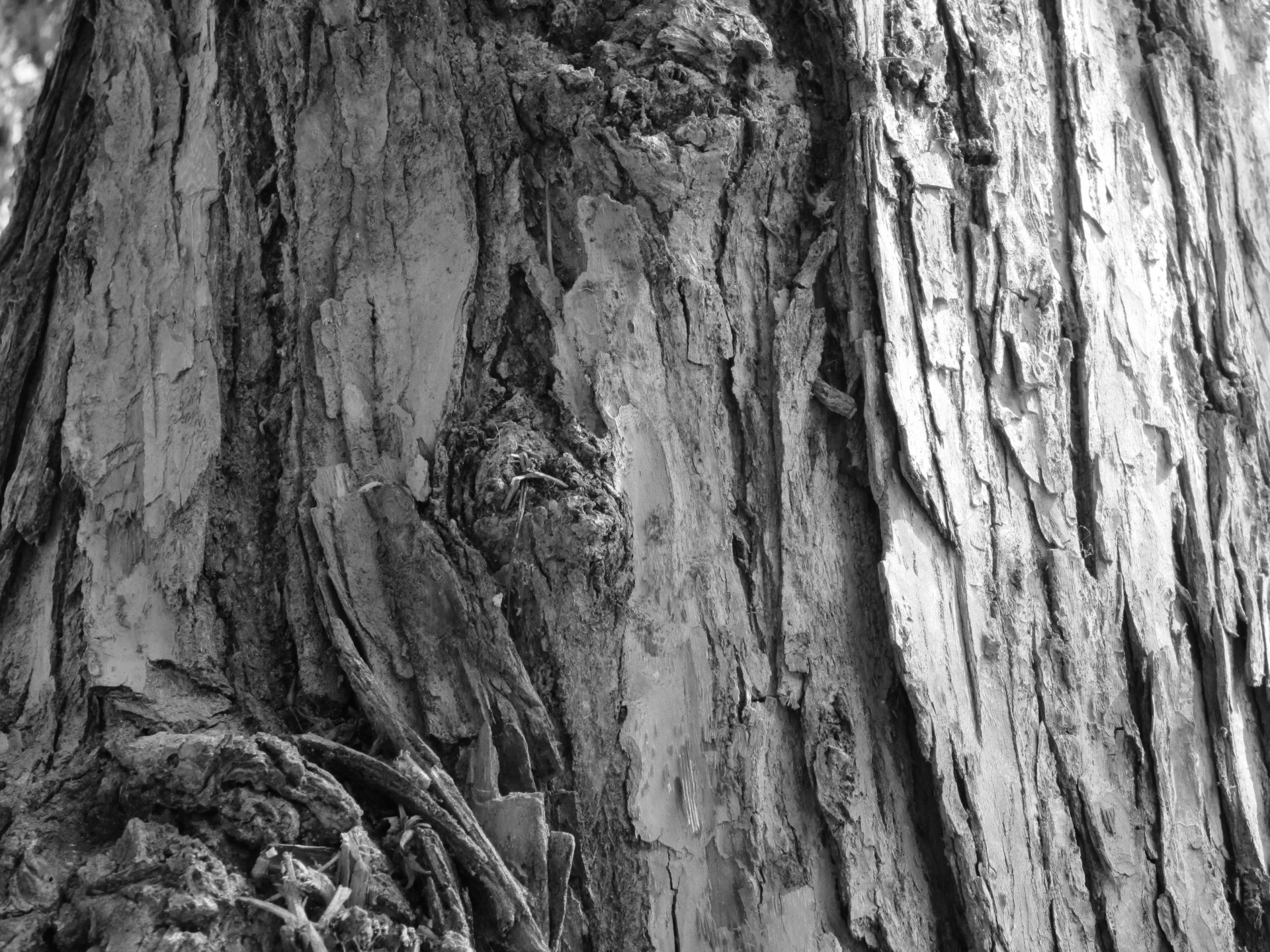 tree bark bark tree free photo