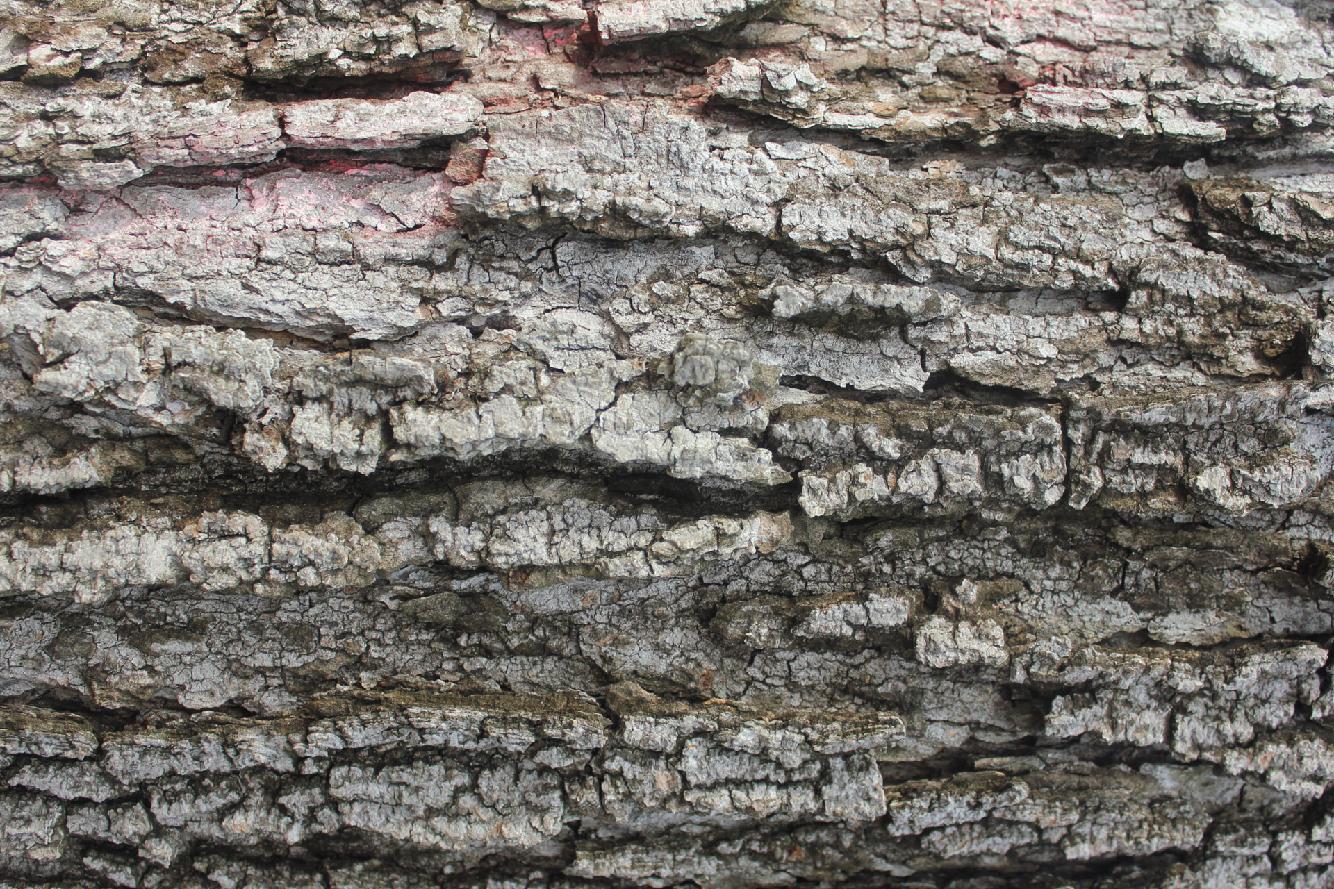 rough bark texture free photo