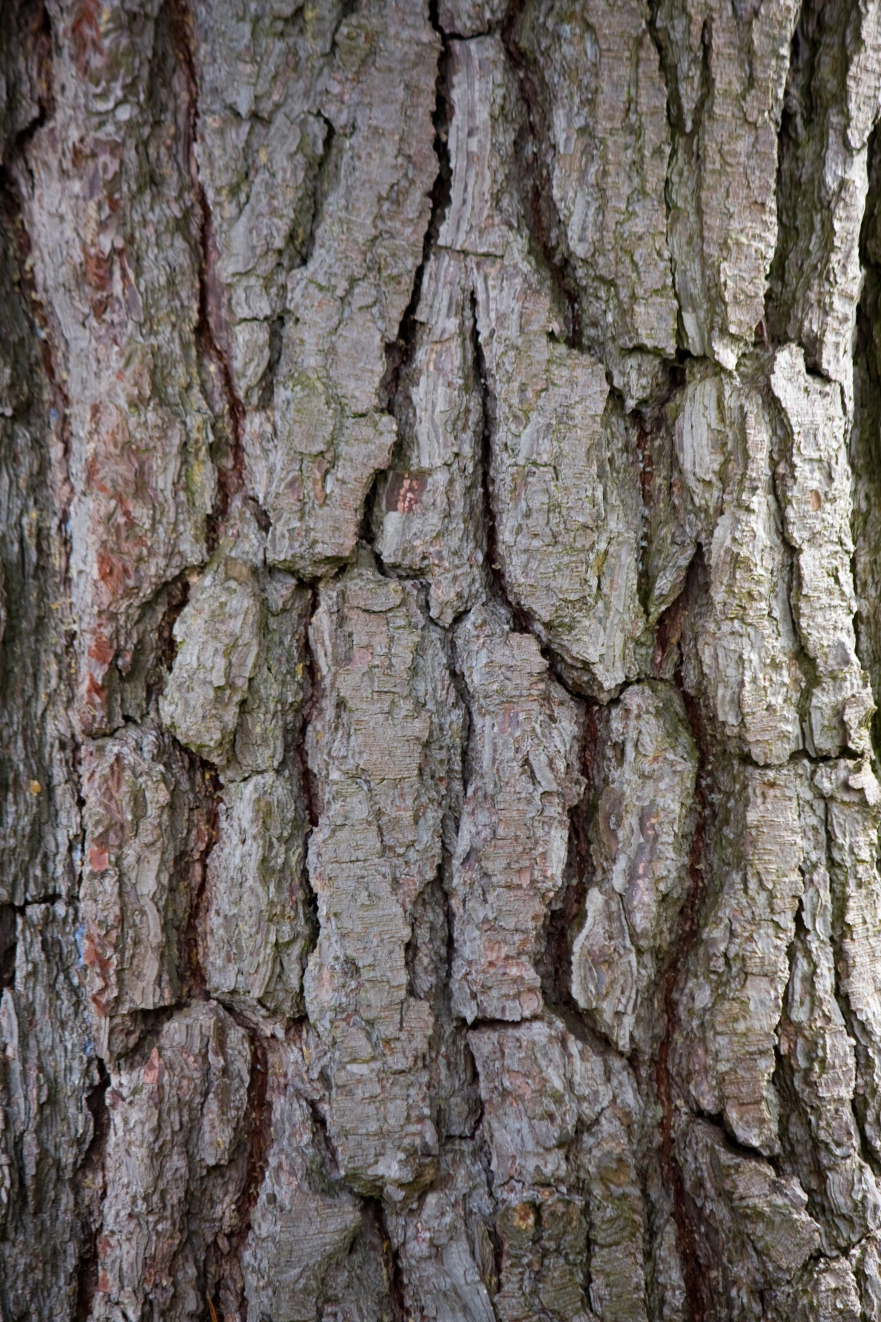 tree bark texture free photo