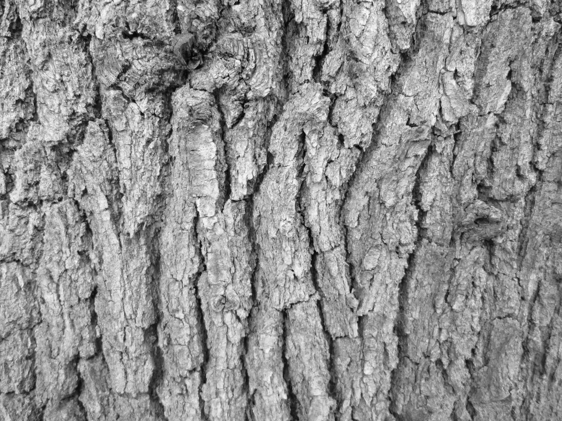 tree bark bark tree free photo