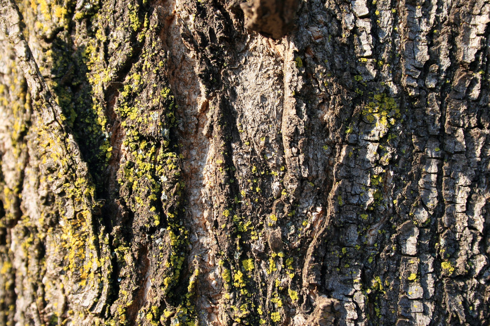 bark rough irregular free photo