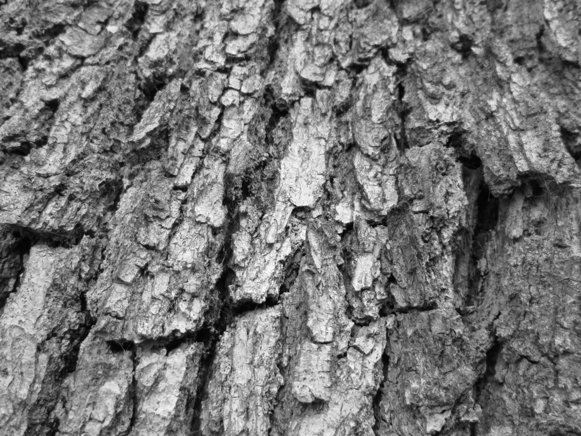 tree bark bark tree free photo