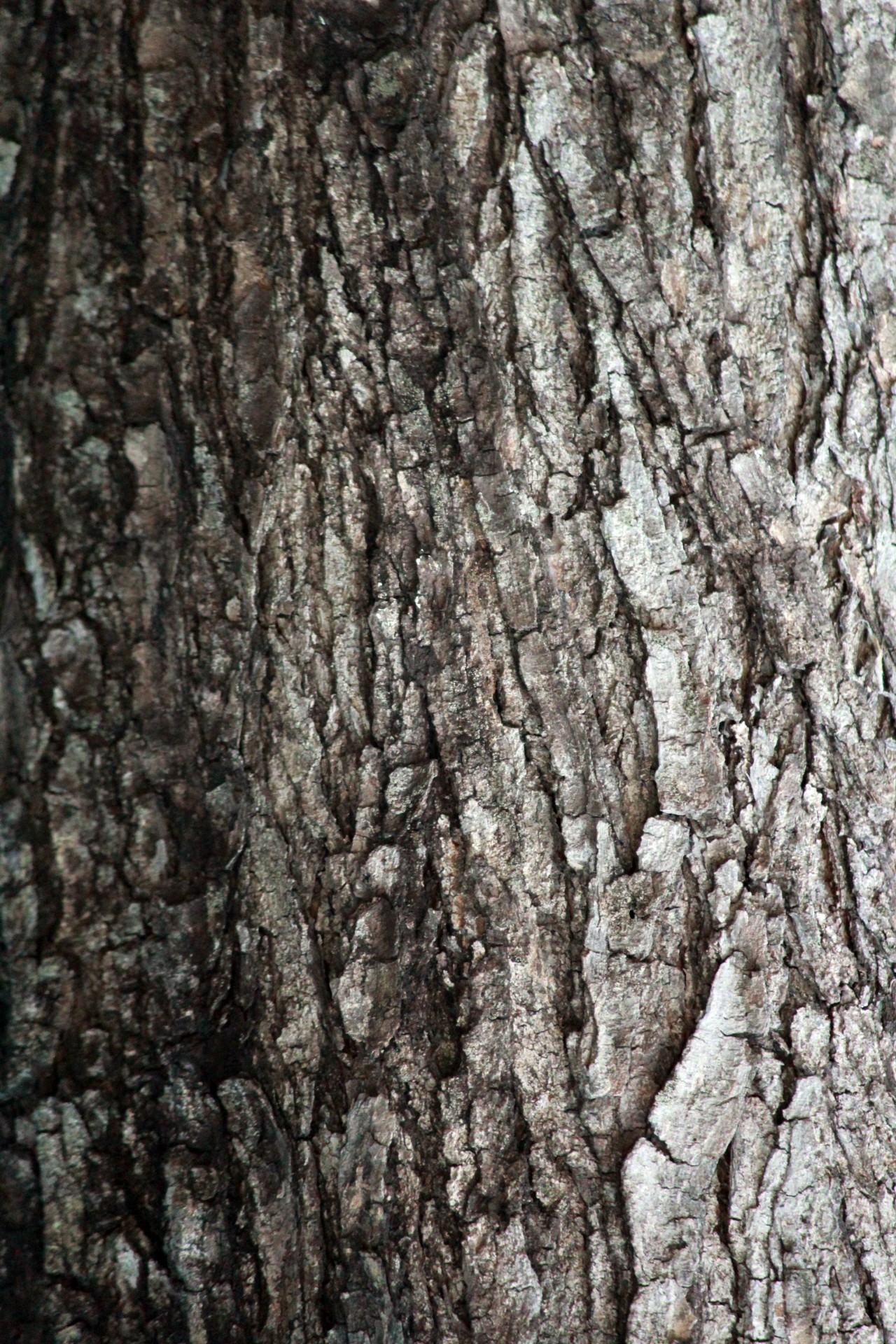 tree bark texture tree woody free photo