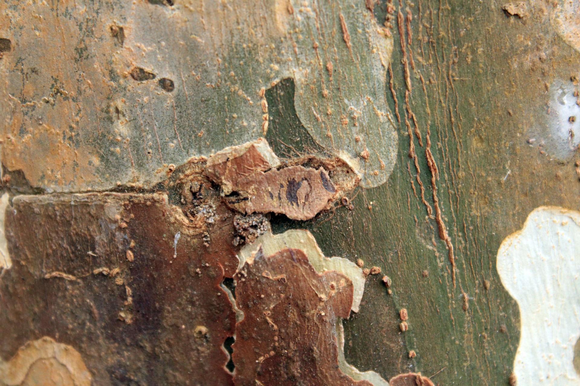 tree bark texture tree woody free photo