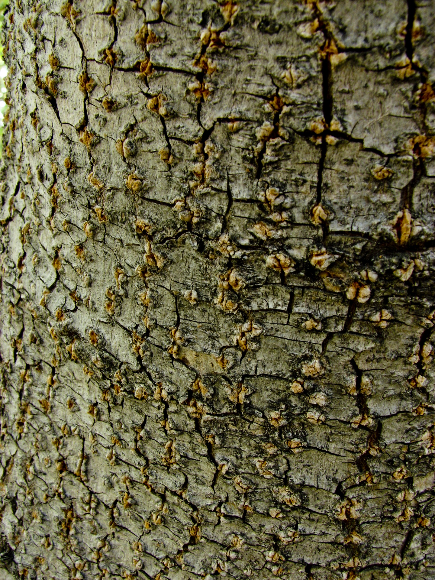 bark tree background free photo