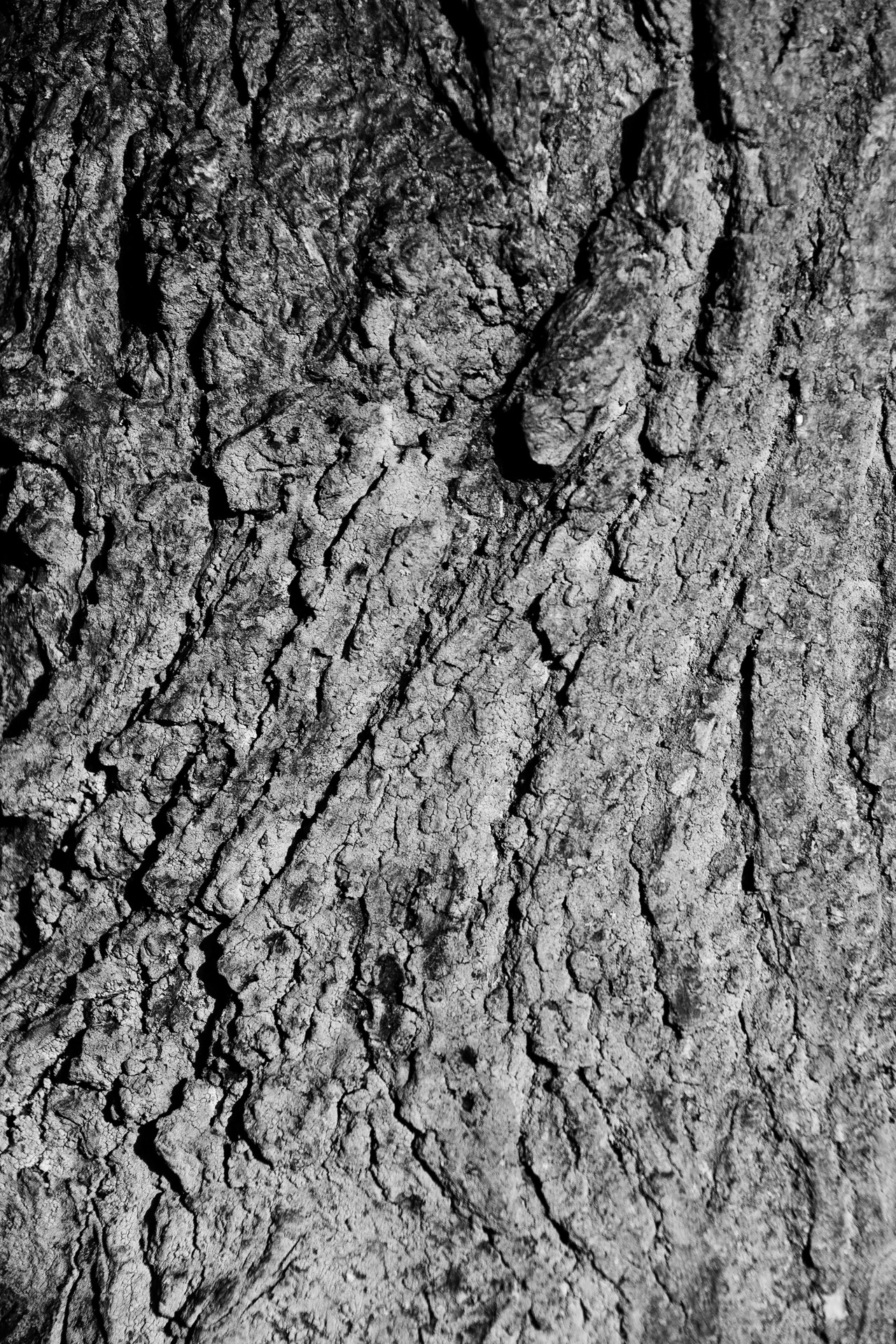abstract background bark free photo