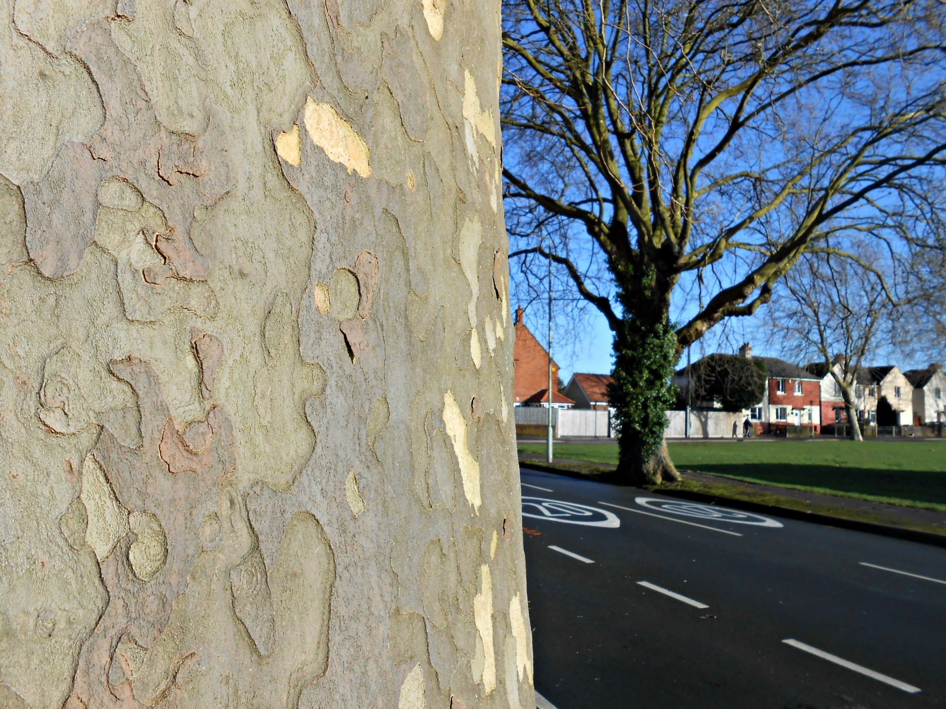 tree bark texture free photo