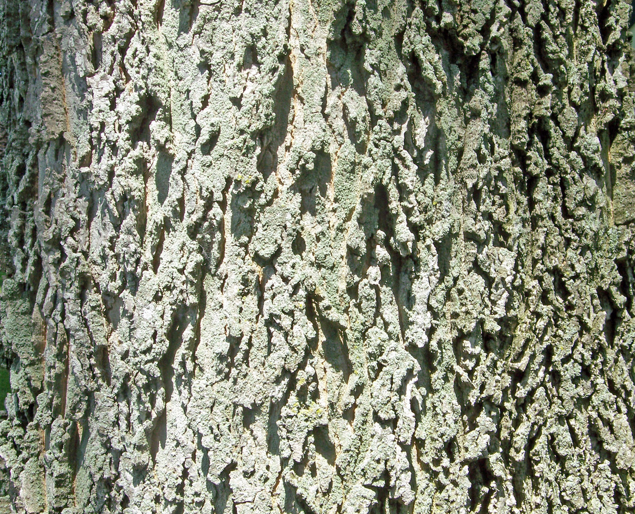 bark tree tree bark free photo