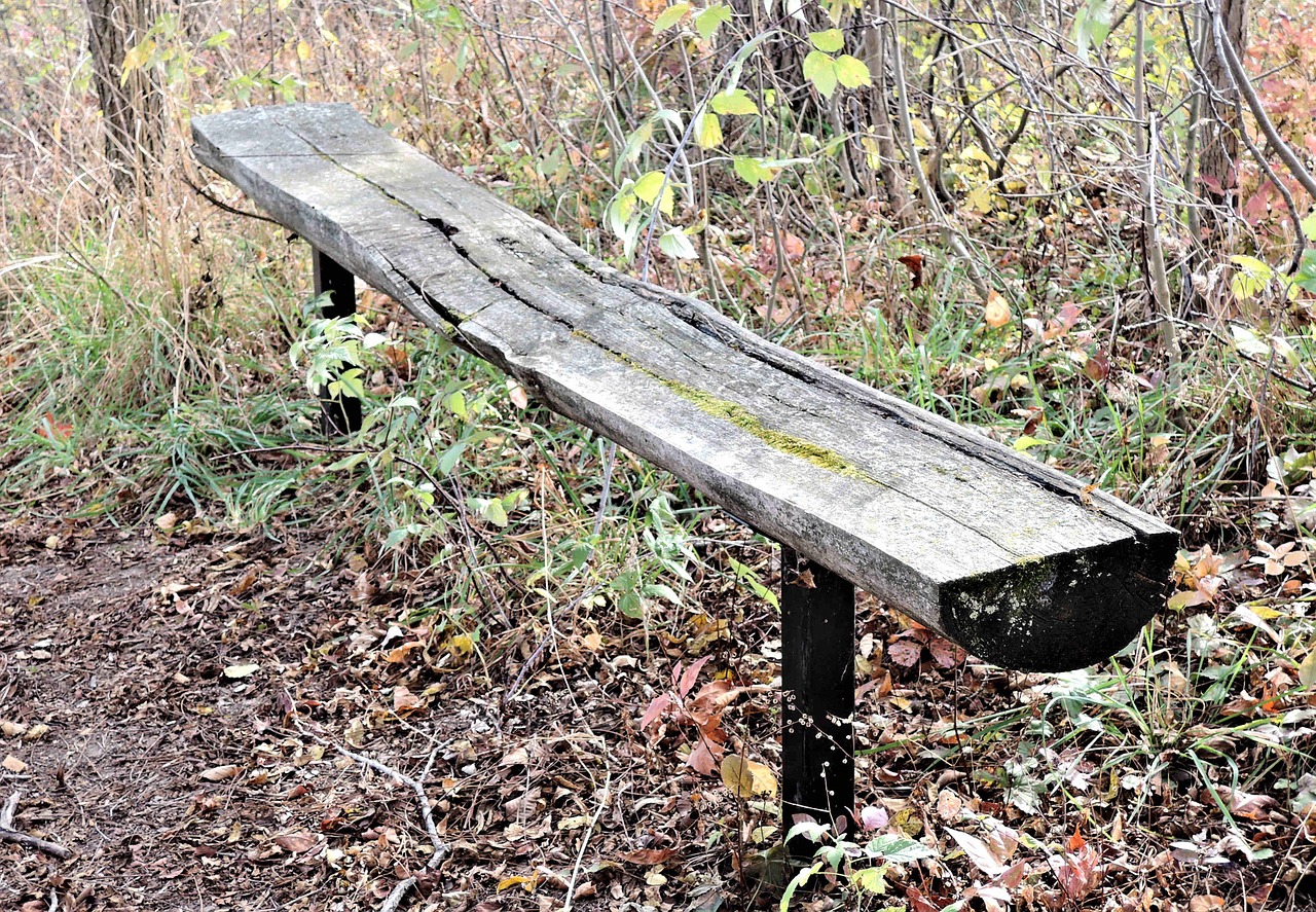 tree bench seating forest free photo