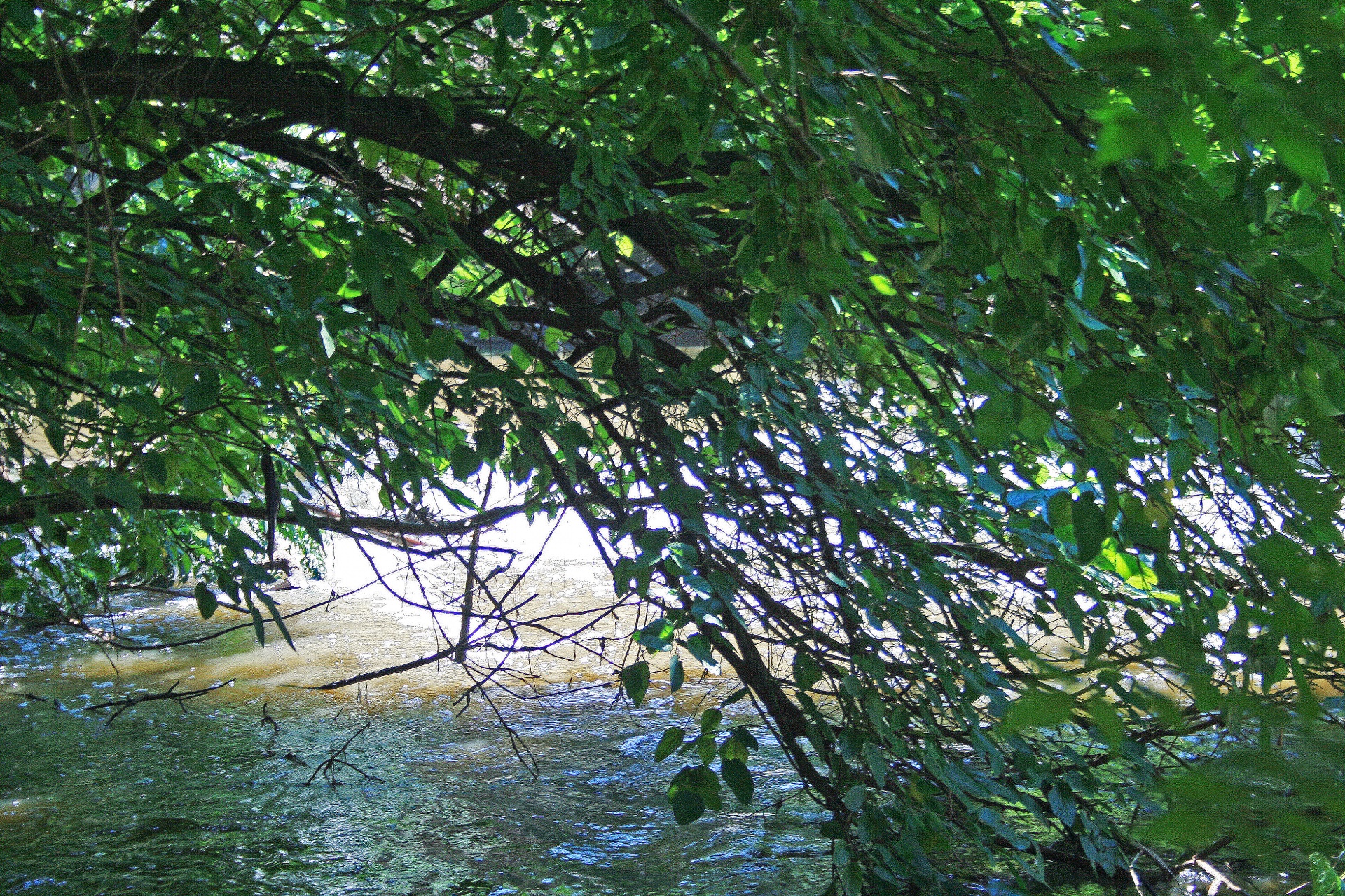 tree water stream free photo