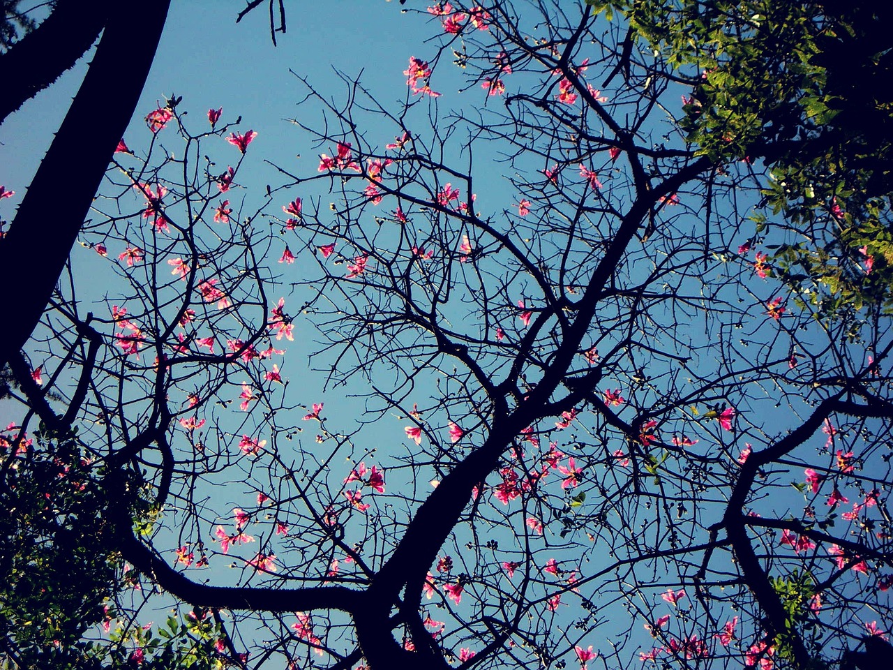 tree blossom flowering nature free photo