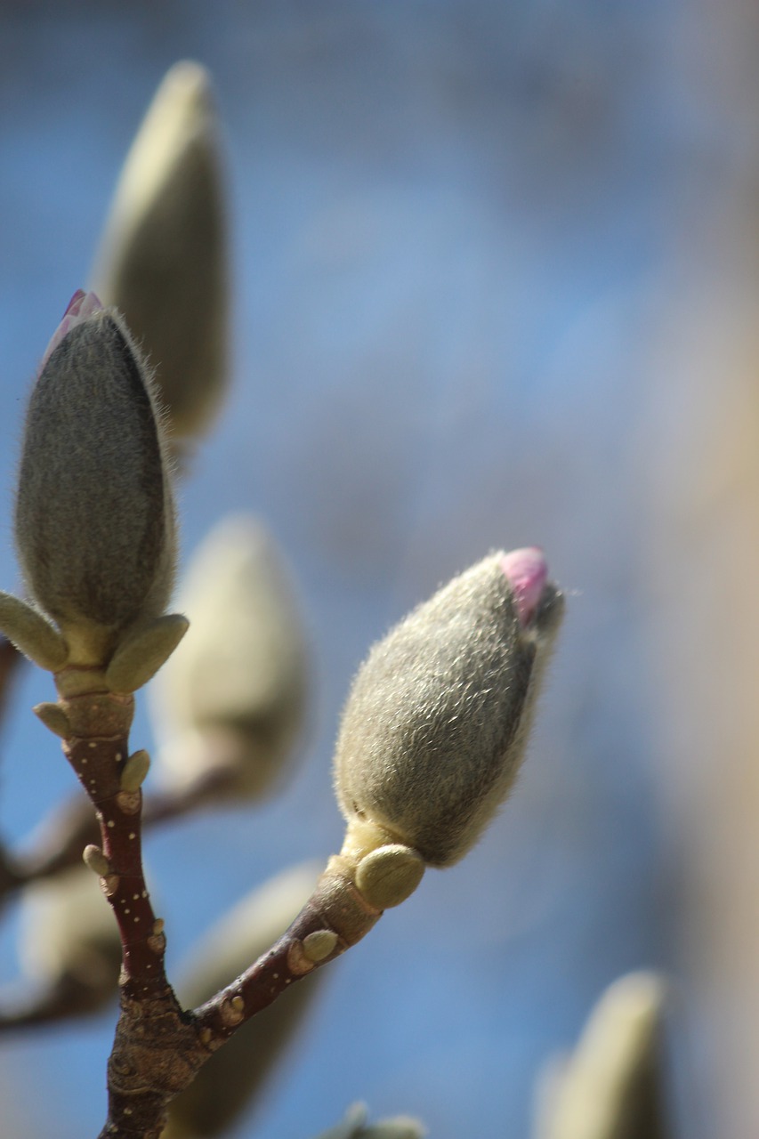 tree blossom  magnolia blossom  branch free photo