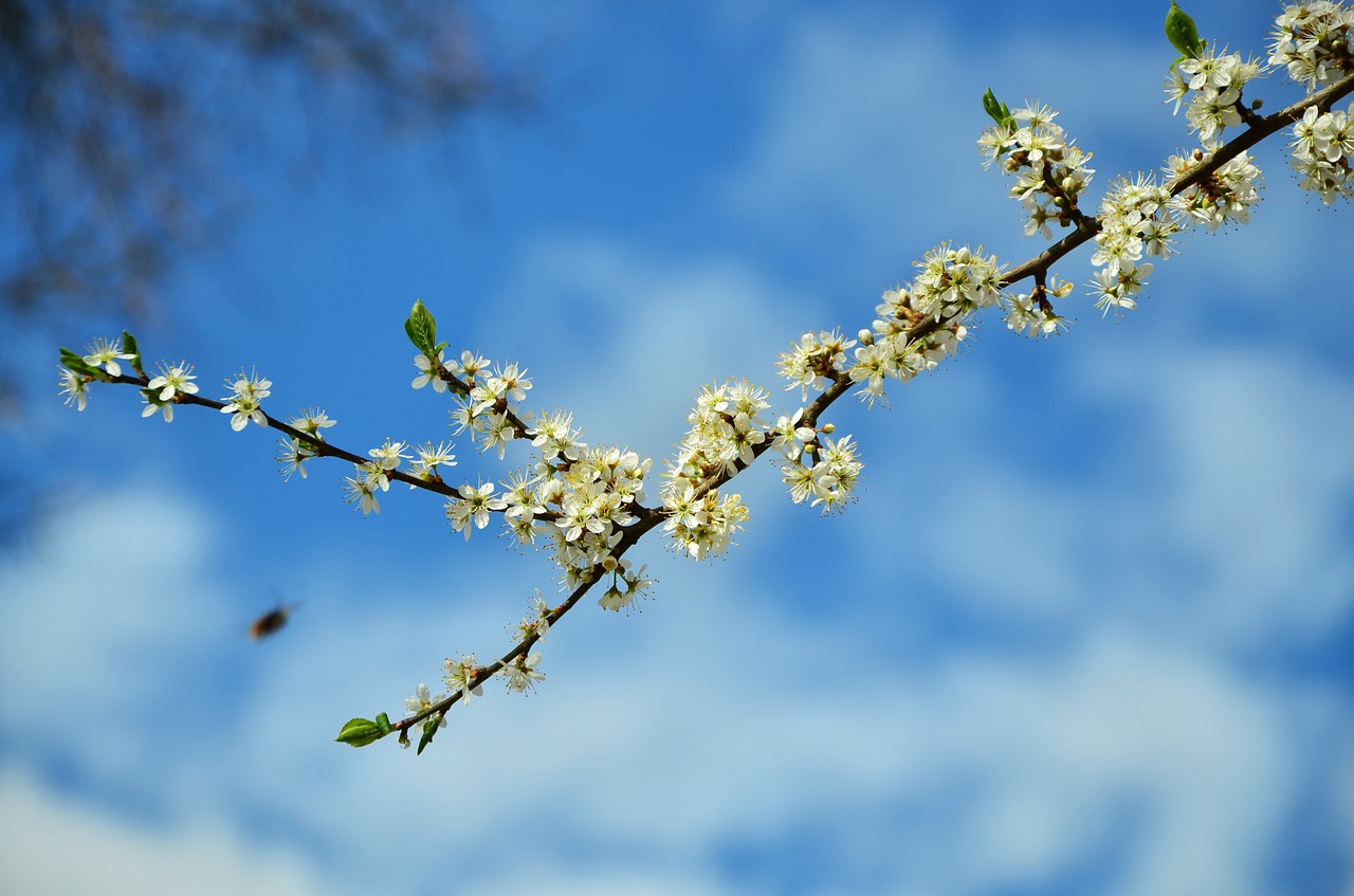tree blossoms flowers spring free photo