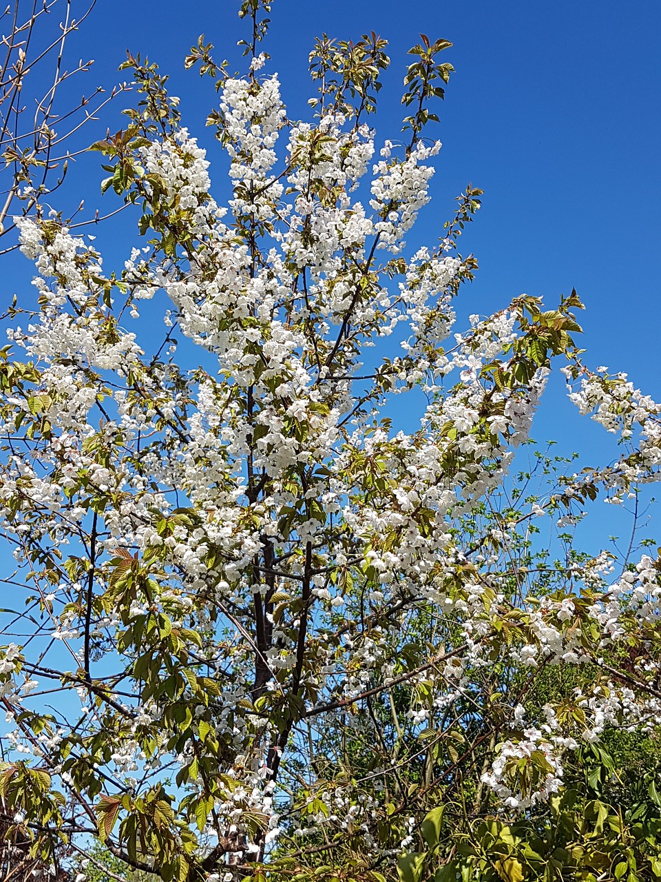 tree blossoms flowers spring free photo